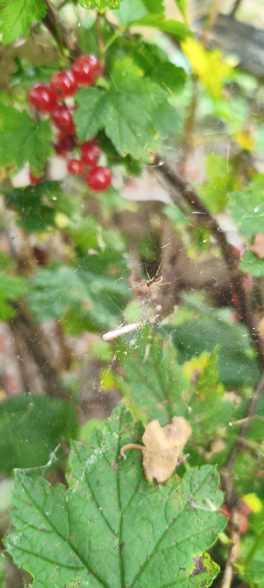 A small, tan spider with long, slender legs is centered in the frame, suspended on a delicate web. The spider is positioned in front of out-of-focus green leaves and clusters of bright red berries. In the foreground, a large, textured green leaf with brown spots is visible, along with a small, dried brown leaf. The background is a blur of green foliage and hints of yellow, suggesting an outdoor environment, likely a garden or natural setting in Italmas, Russia. There are no people present in the image. The lighting appears natural, casting soft shadows. The scene captures a moment of stillness within a natural ecosystem.