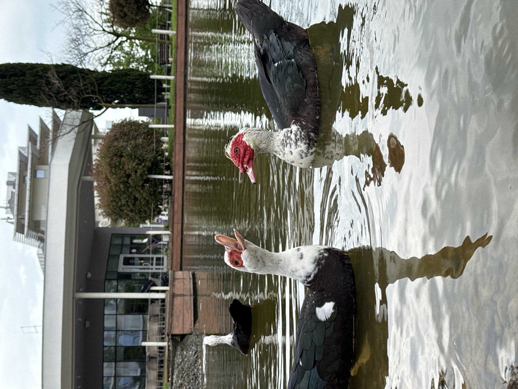 Two Muscovy ducks are swimming in a body of water. A building with large glass windows and a white exterior is visible in the background. Trees and vegetation line the edge of the water. The location appears to be a park or recreational area. The image is rotated.