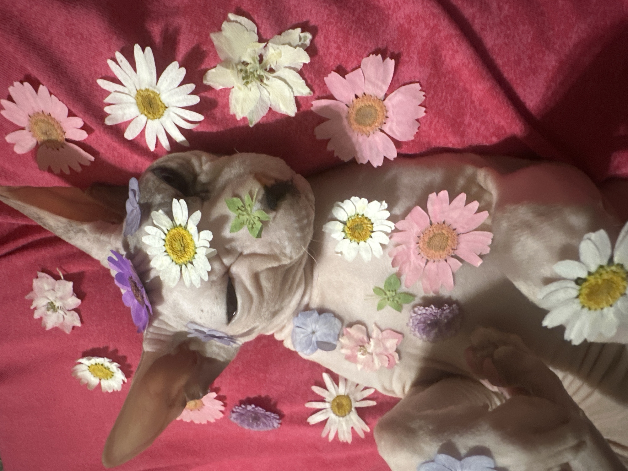 A hairless cat lies on its back on a bright pink, textured fabric surface, with its eyes closed. The cat is decorated with numerous small, dried flowers of various colors, including white, pink, purple, and green. The flowers are placed on the cat's body, face, and around its head. Some of the flowers appear to be daisies, while others have a more delicate, papery texture. The fabric surface beneath the cat has folds and creases, indicating it may be a blanket or a soft cloth. The lighting in the image casts shadows on the fabric. There is no discernible connection to the city of Togliatti, Russia.