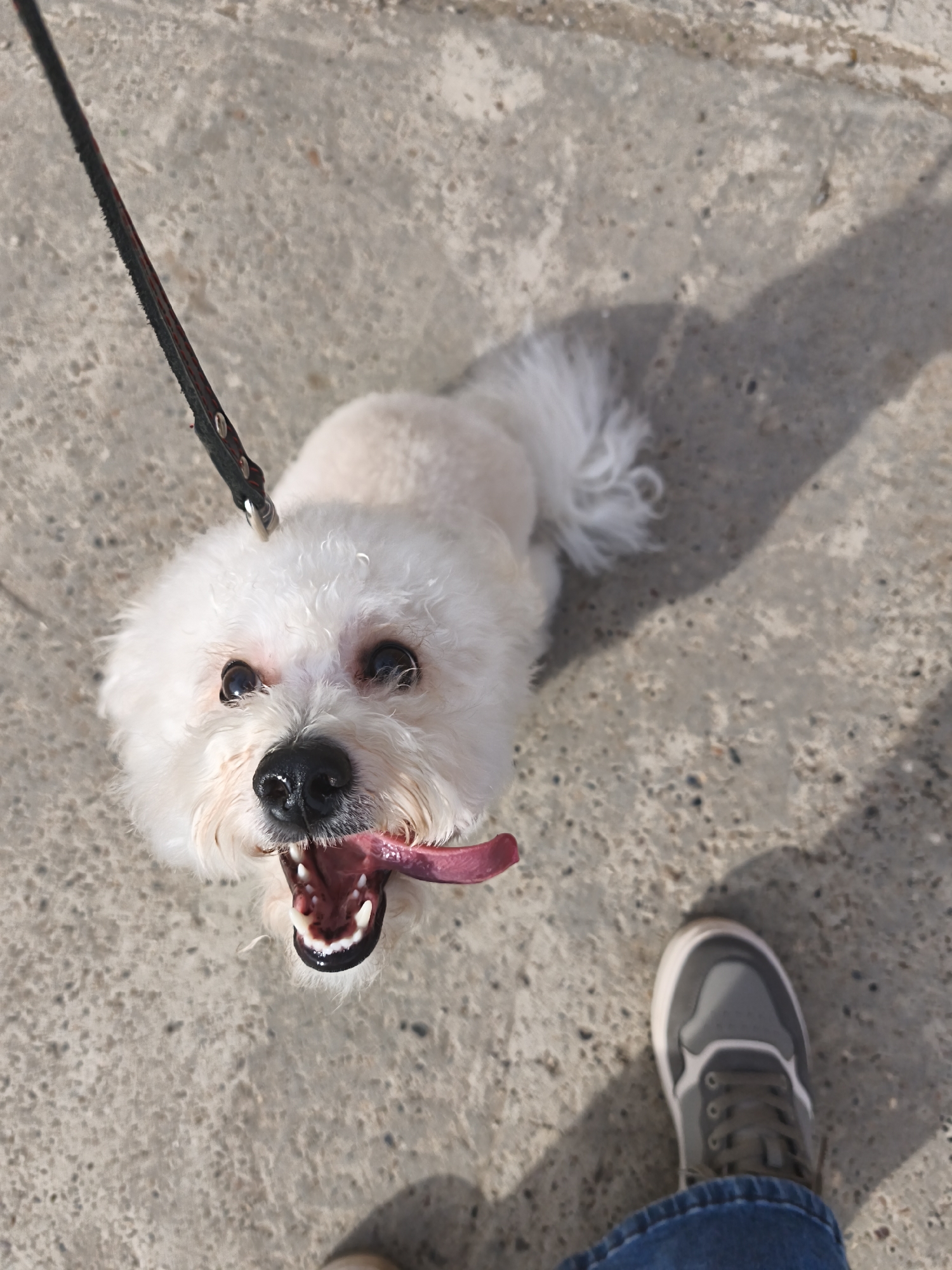 A small, white, long-haired dog with a black nose and a long, pink tongue is standing on a concrete surface. The dog is wearing a black leash. A foot wearing a gray sneaker and a blue jean leg are visible in the bottom right of the frame. The scene appears to be outdoors during daylight hours, as there is a shadow visible on the concrete. The location is unknown as the image does not show the city of Chaikovsky, Russia.