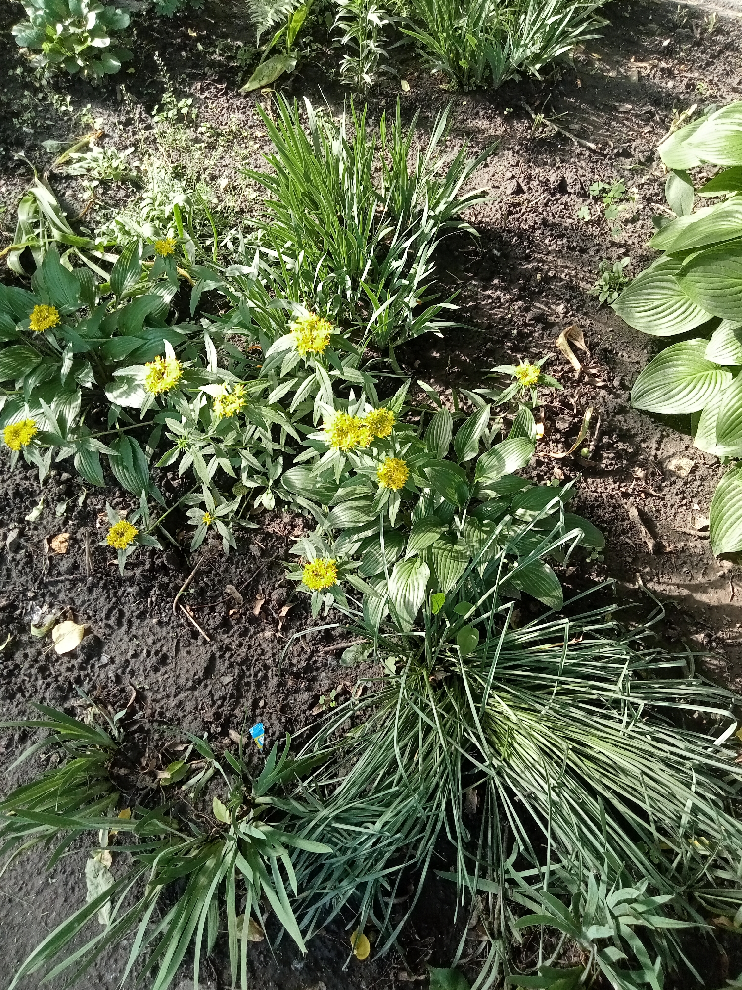 An overhead shot shows a patch of garden soil with several plants and a discarded blue and yellow wrapper. The soil is dark and appears damp in places, with scattered dry leaves and small twigs. To the left of the frame, a cluster of plants with broad, ribbed green leaves, likely hostas, is visible, with a few small yellow flowers interspersed. A clump of tall, thin, grass-like green plants dominates the lower right of the image. In the center of the image, there are smaller plants with thin, serrated green leaves and clusters of bright yellow flowers. More of the grass-like plants are seen in the upper and middle left of the frame, and a few large, pale green leaves are visible in the upper right corner. The ground is uneven and textured, with shadows cast by the plants.
