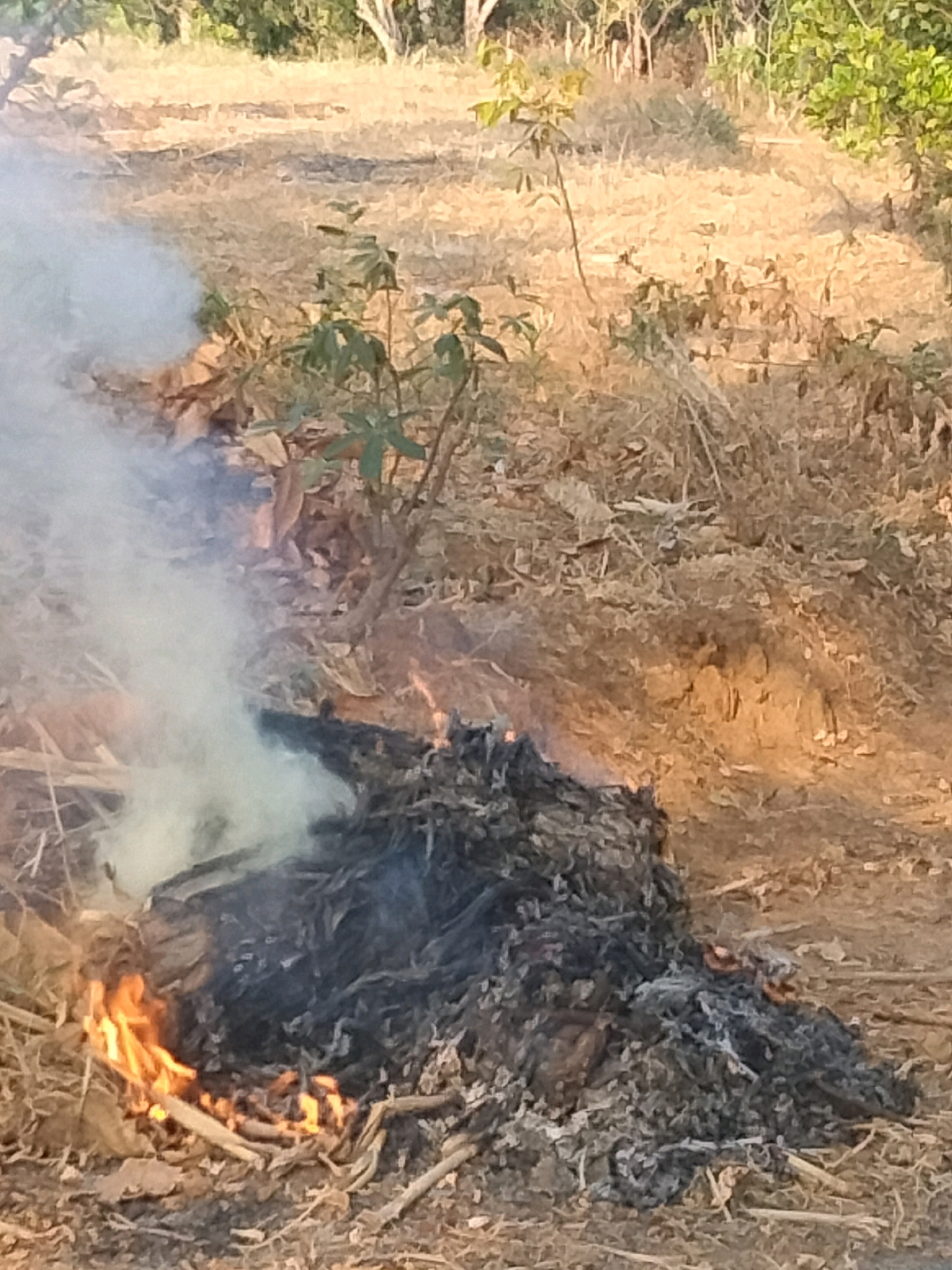 In a dry, outdoor environment, likely a field or undeveloped area in Sidorejo, Indonesia, a pile of organic material, such as dry leaves and twigs, is burning. Flames are visible at the base of the pile, with a significant amount of white and gray smoke rising from it. The ground surrounding the burning material is covered in dry grass and scattered leaves. In the background, sparse vegetation and trees are present. The scene appears to be a controlled or uncontrolled burn of natural debris.