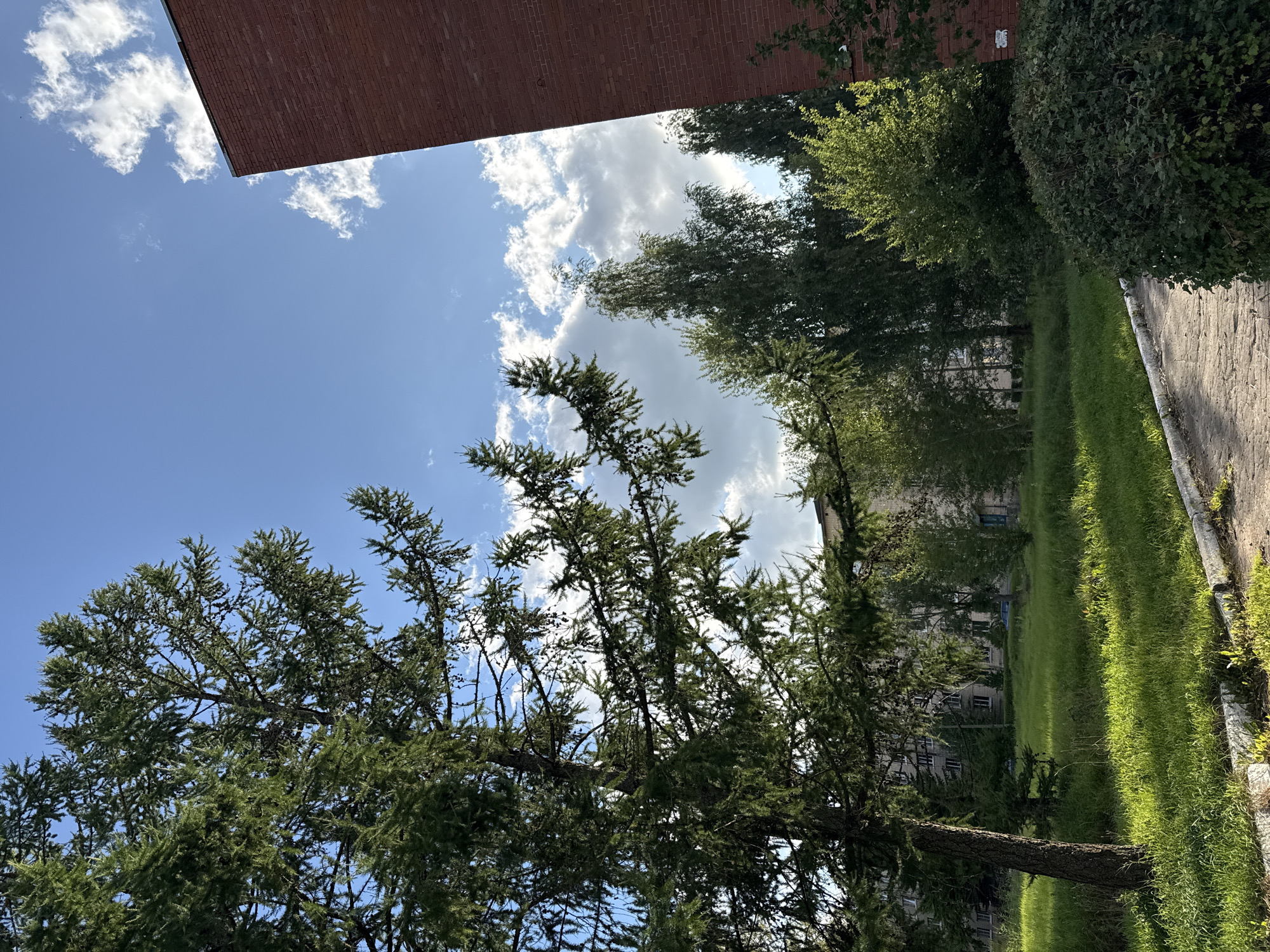 This is a medium-angle, eye-level shot of a courtyard in the city of Pushkin, Russia, on a bright, partly cloudy day. In the foreground, a paved walkway with a curb runs diagonally from the lower right to the lower left. To the right of the walkway is a dense, dark green bush. To the left of the walkway, a large tree with sparse, green foliage dominates the left side of the frame. Its trunk is visible, and its branches extend upwards and to the right.
Beyond the walkway and tree, a wide, grassy lawn is bathed in sunlight, with areas of shadow. In the middle ground, several deciduous trees with full, green canopies are scattered across the lawn. Behind them, a multi-story, pale-colored apartment building with numerous windows is visible. A dark-colored vehicle can be seen parked on the grass in front of the building.
In the upper right corner of the image, a section of a tall, red brick building rises vertically. The sky above is a vibrant blue, with scattered white and gray cumulus clouds. The overall impression is of a residential area with ample green space.