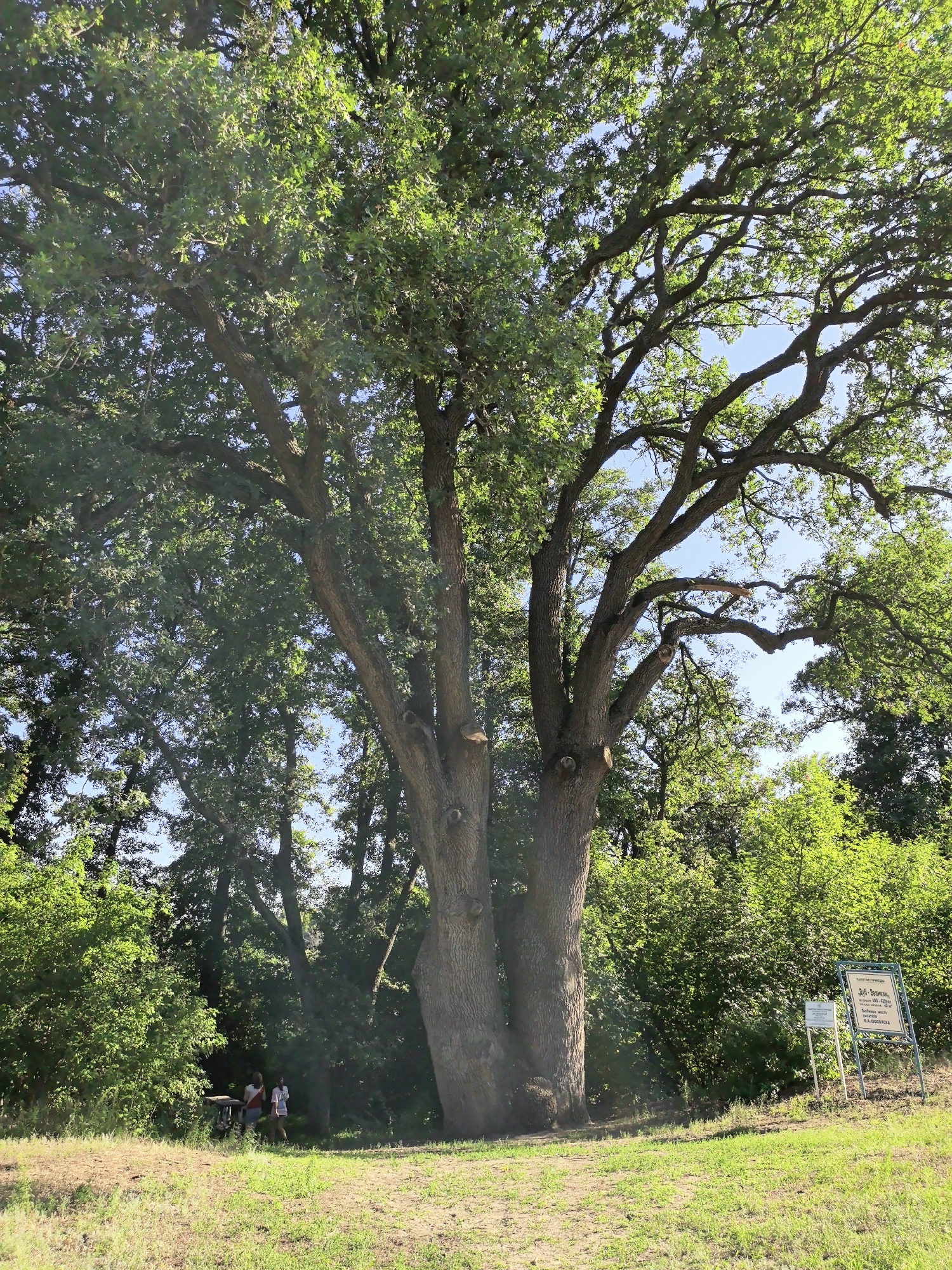 In Veshenskaya, Russia, a large, ancient oak tree dominates the scene, its thick trunk and sprawling branches filled with green leaves. The tree stands on a grassy area, with other trees and dense green foliage in the background. To the right of the oak tree, there are two signs, one larger with text and a smaller one. In the distance, near a table and under the shade of other trees, two women are standing. The sky is clear and blue.