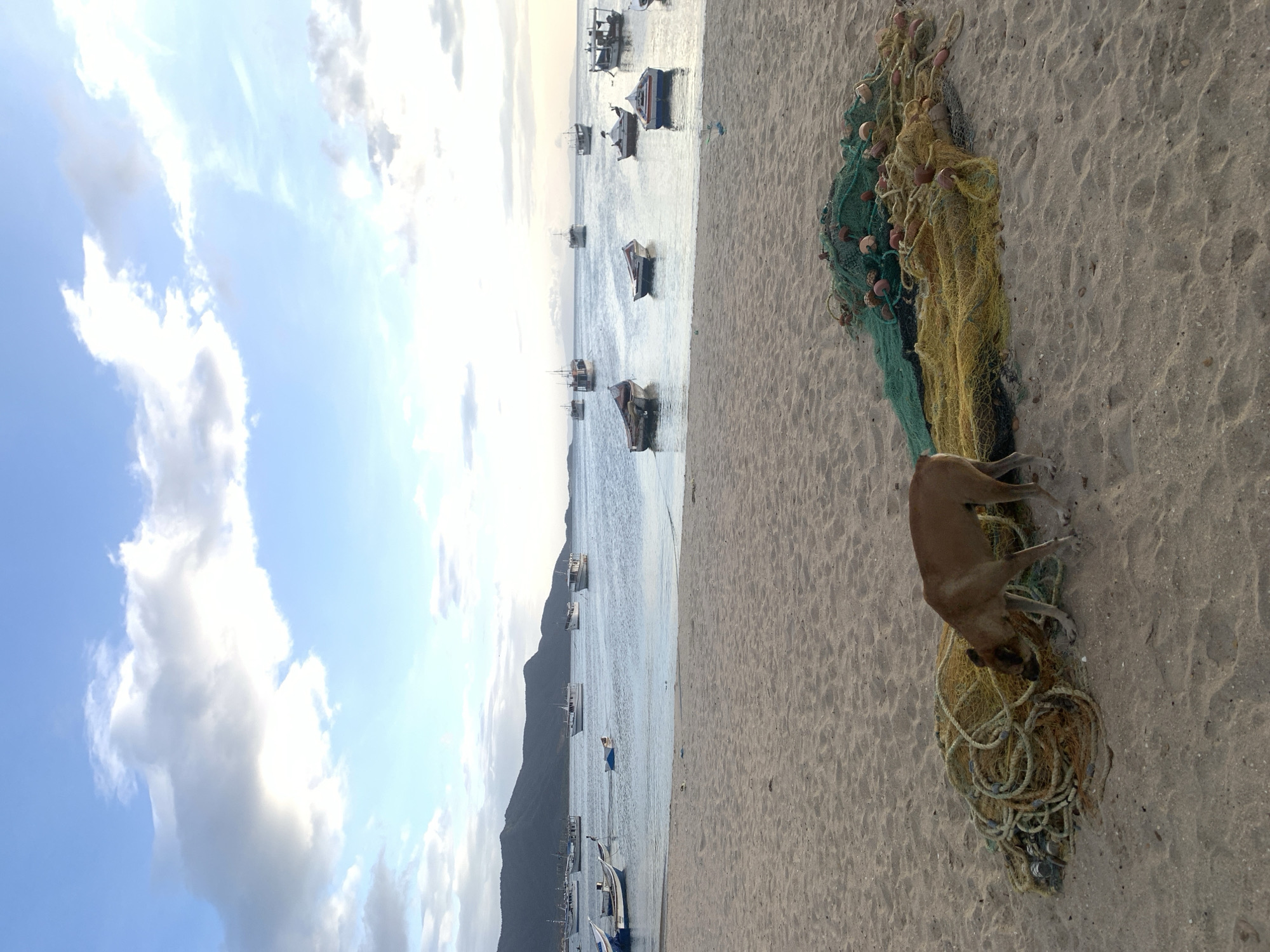 A medium-sized, tan dog is shown in the foreground of the image, sniffing at a pile of fishing nets on a sandy beach. The nets are a mixture of green and yellow, with buoys visible. In the background, the calm water of the sea is dotted with various boats, some moored and others in the distance. Beyond the water, a range of hills forms the horizon, under a sky with scattered clouds. The scene appears to be set in Juan Griego, Venezuela, a coastal town known for its fishing activities.