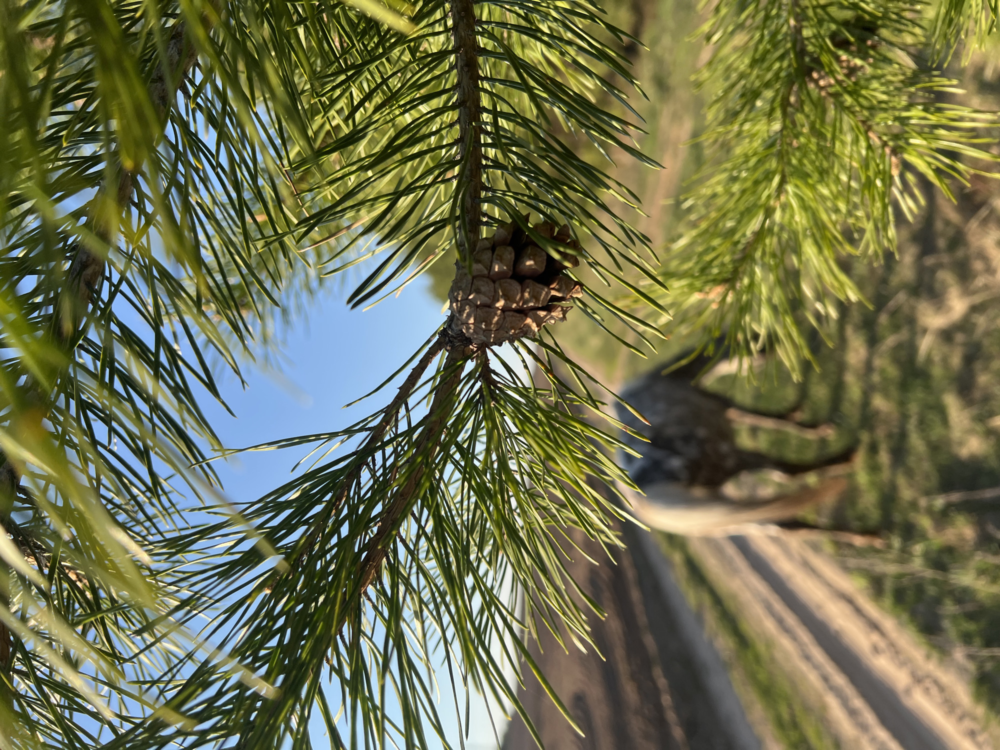 A close-up shot shows a pine tree branch with needles and a pine cone, taken from a low angle looking up. The blue sky is visible in the background through the needles. Out of focus in the background is a sandy or dirt path, and green vegetation. The location is Ol'khovskoye, Russia.