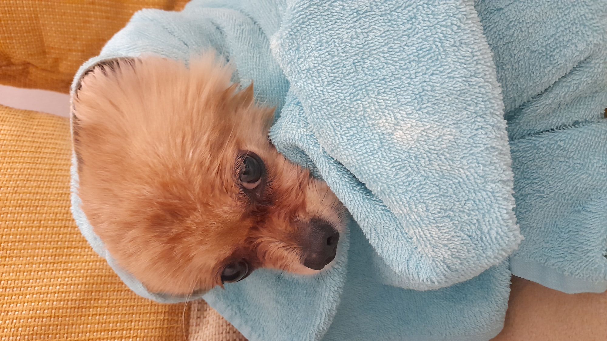 A small, brown Pomeranian dog is wrapped in a light blue towel. The dog's head is visible, with its eyes open and looking at the camera. The towel is draped around the dog's head and body. The background consists of a yellow-patterned surface. The location is indeterminable from the image.
