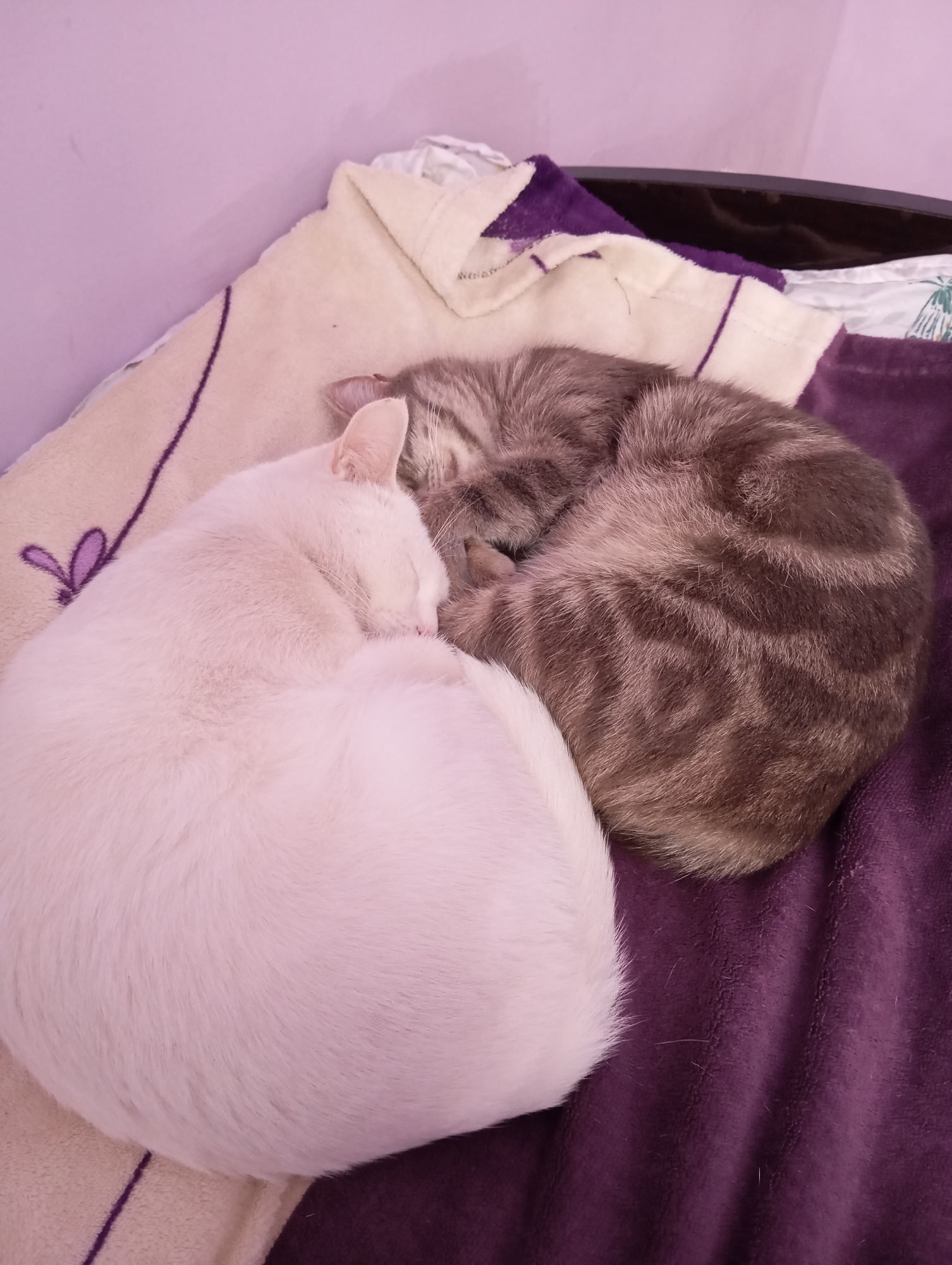 Two cats are curled up together on a bed or blanket. One cat is white and the other is a gray tabby. They are positioned next to each other, forming a circle-like shape. The blankets/bedding beneath them include a cream-colored blanket with a purple embroidered flower design and a solid purple blanket. The picture was taken in an indoor setting, location is Baksan, Russia.