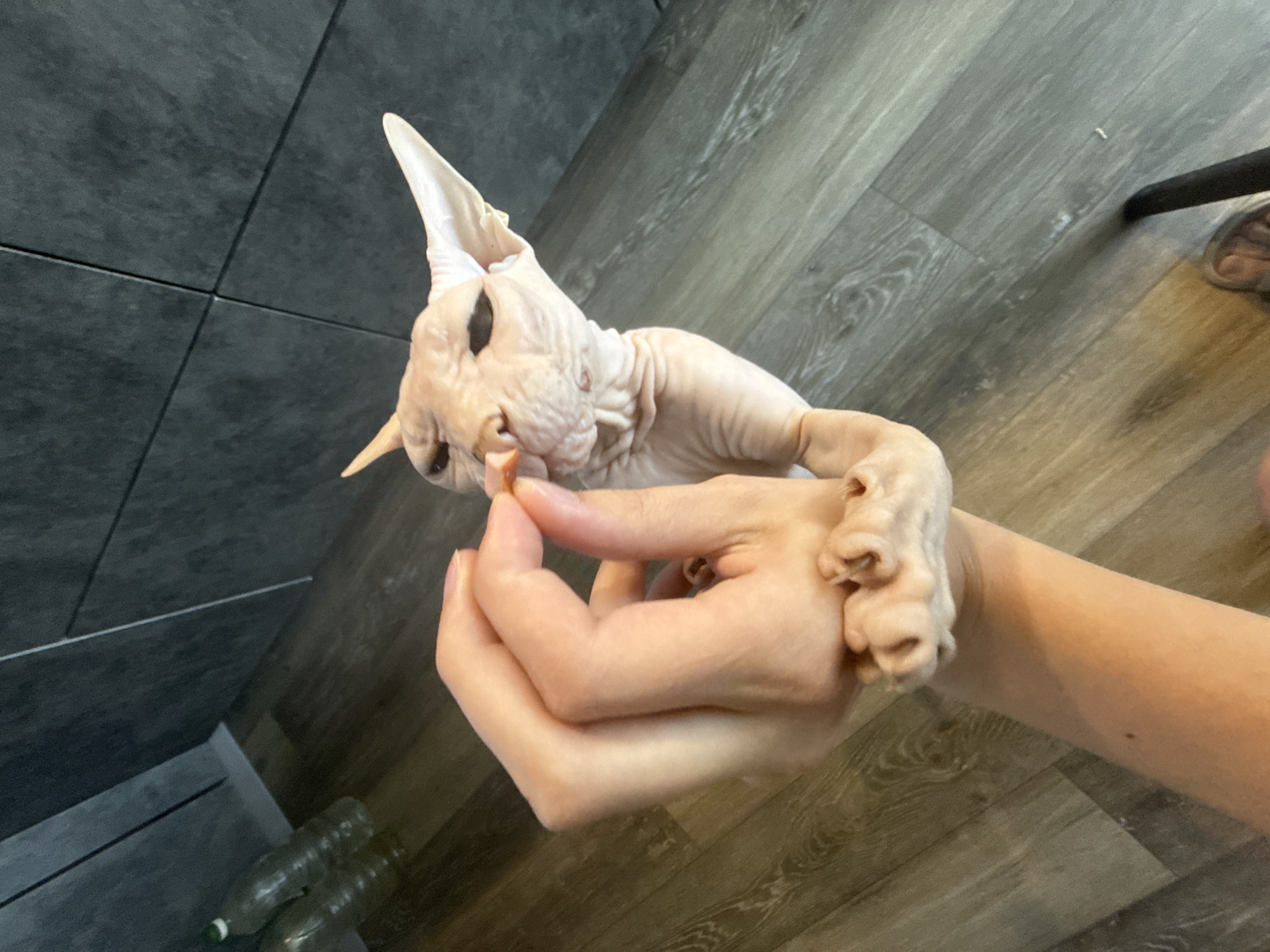 The image shows a close-up of a hand offering a treat to a Sphynx cat. The cat is light-skinned with large ears and dark eyes, and it is leaning in to take the treat from the fingertips. The hand holding the treat appears to have a scrunchie on the wrist. The background consists of a tiled wall and a wooden floor. There are two plastic water bottles visible in the upper left corner of the image, near the wall. The scene appears to be indoors, possibly in a kitchen or bathroom, given the tiled wall. There is no indication of the city of Krasnoyarsk, Russia.