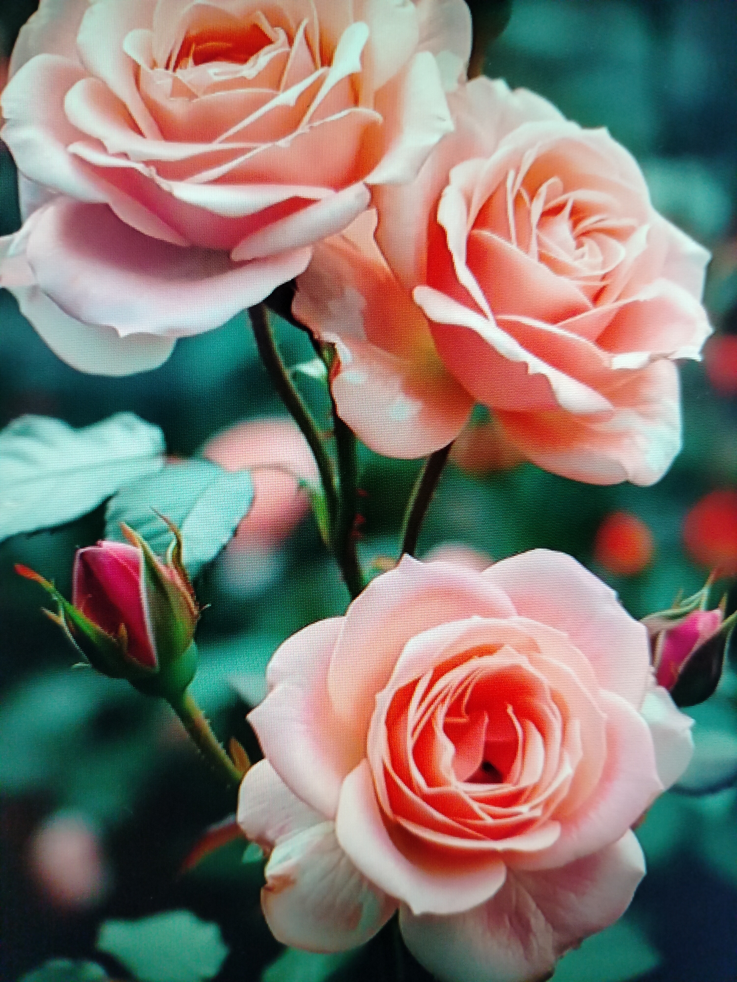 The image displays a close-up, high-angle view of several pink roses in bloom, with one rose bud visible. The roses are the primary subjects, showcasing their delicate petals and layered structure. The background consists of dark green foliage, creating a soft, blurred effect that emphasizes the roses. The lighting appears natural, highlighting the subtle variations in color and texture of the petals. There are no people or discernable human activity in the image. The scene evokes a sense of natural beauty and tranquility. The location in Yashkino, Russia, is not visually evident from the image itself.