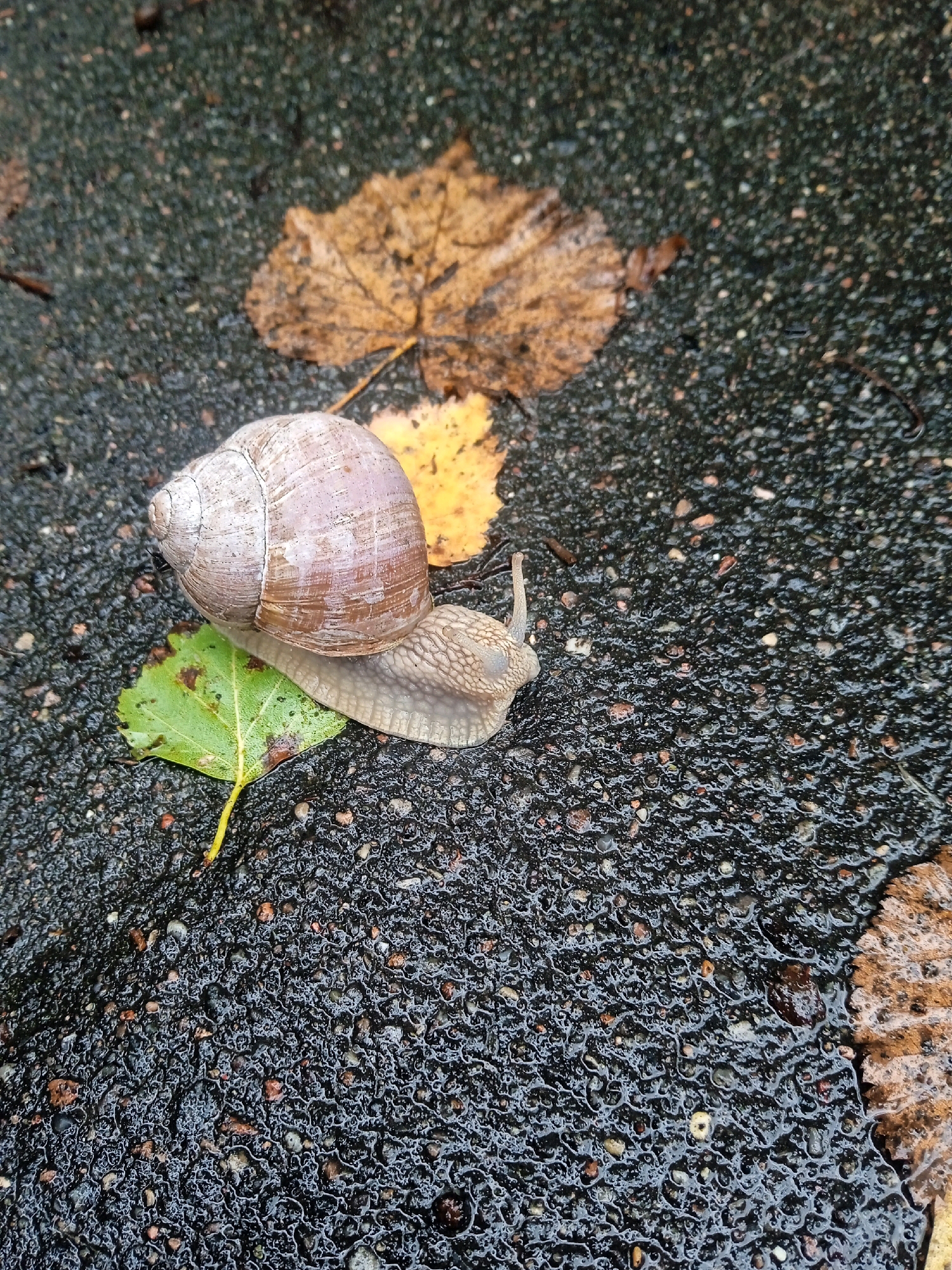A snail with a large, coiled shell is slowly moving across a wet, dark asphalt surface. Several fallen leaves are scattered around the snail, with one green leaf directly beneath its body and two yellow leaves further away. The asphalt appears textured and speckled with small stones, and water droplets are visible on its surface, indicating recent rain or damp conditions. The scene is photographed from a slightly elevated, close-up perspective. The location is described as being in the city of Lida, Belarus.