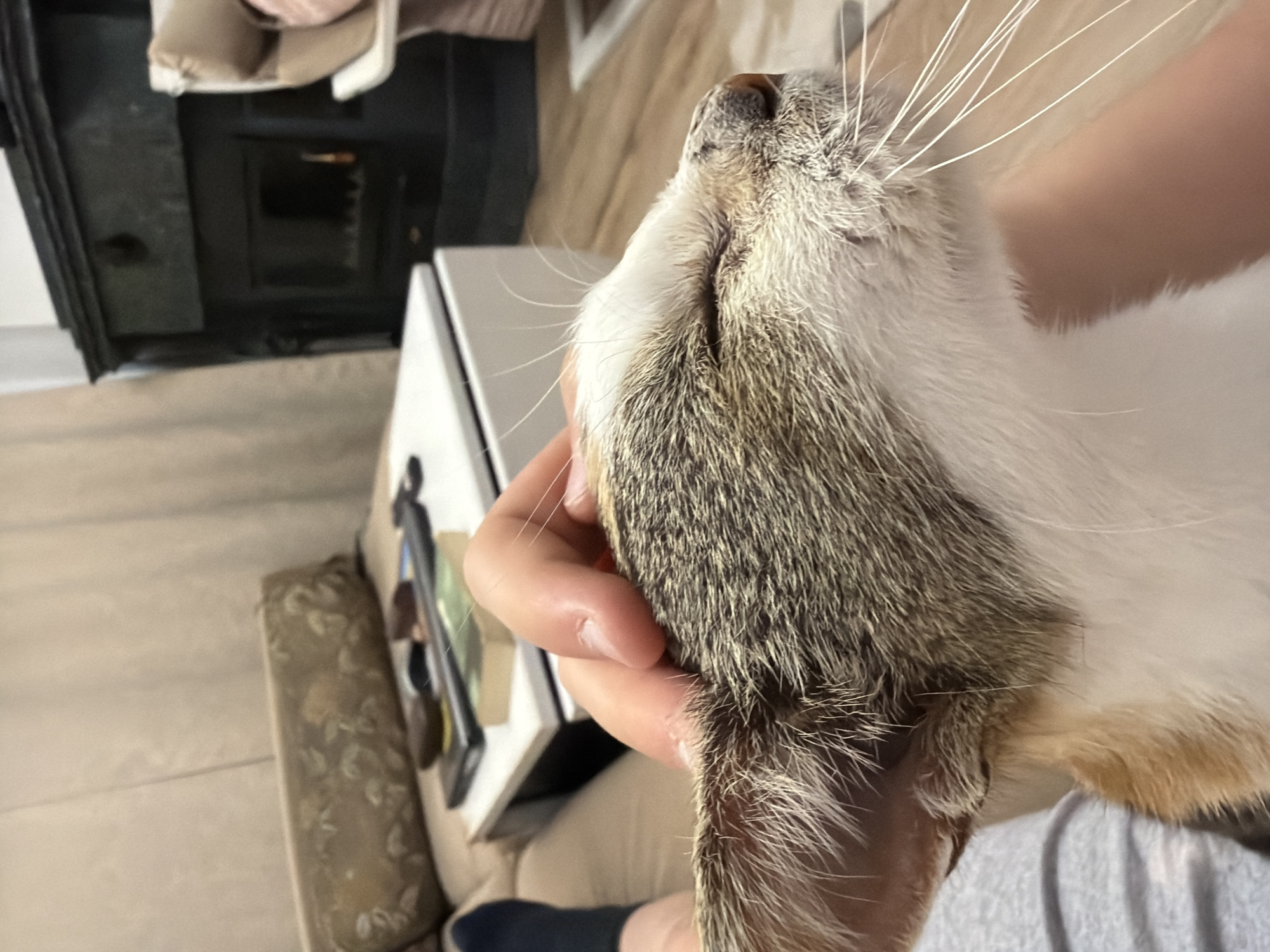 A close-up shot depicts a person holding a cat's head. The cat has a mix of grey, white, and brown fur. A hand is visible, holding the cat around the neck. The background includes a white box, a floral patterned cushion, a dark piece of furniture, and a glimpse of a person's clothing. The location is not discernible based on the image.