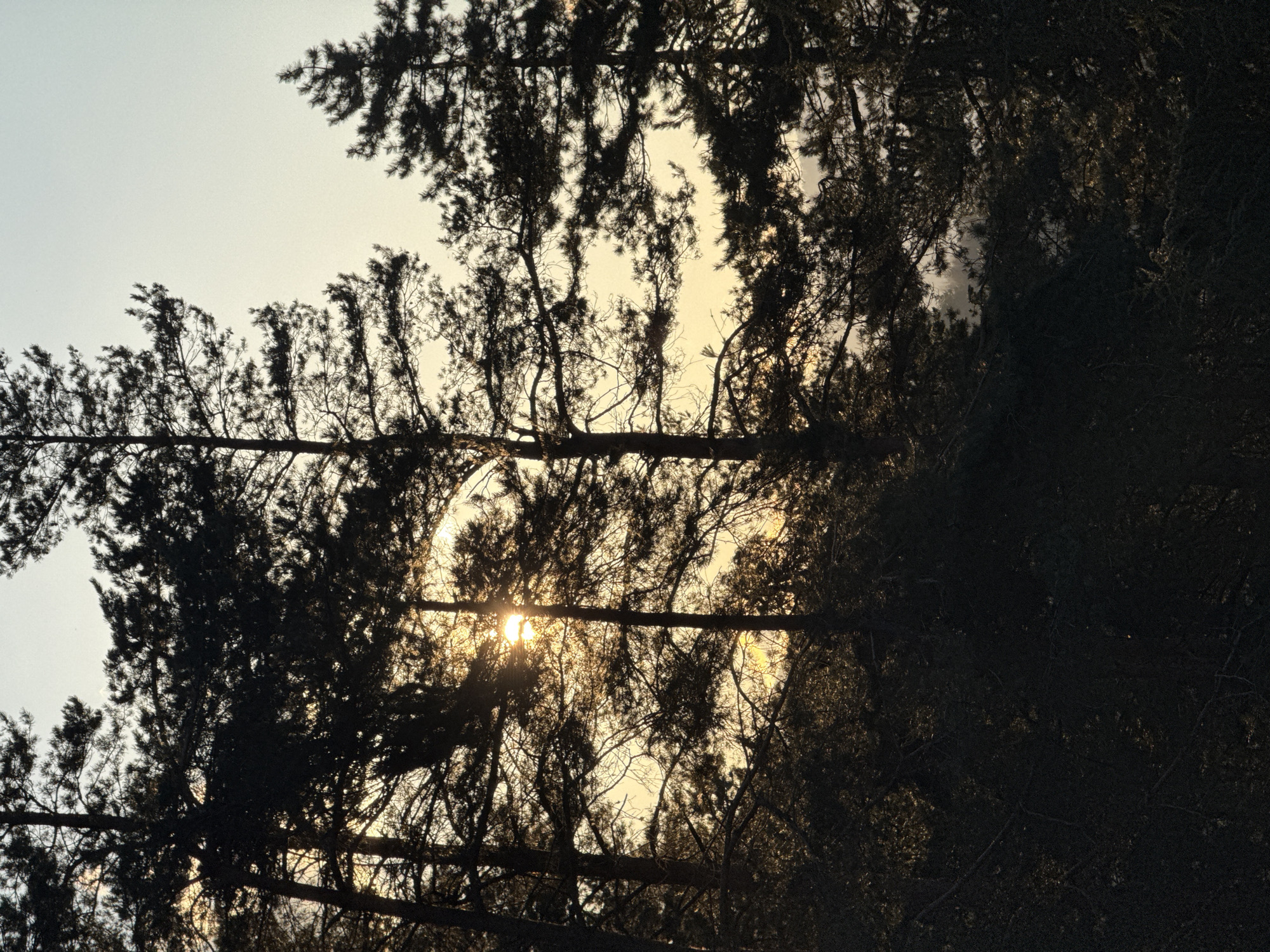 The image shows a view looking up through the branches of pine trees towards the sky. The sun is partially obscured by the branches, creating a lens flare effect. The sky is light yellow, possibly indicating sunrise or sunset. The trees are silhouetted against the light sky. The location is not explicitly stated in the image. The image features an outdoor scene with trees and sky. There are no people, specific subjects, objects, actions, or interactions clearly visible. The environment consists primarily of trees and sky. It is difficult to precisely locate this image within the city of Etropole, Bulgaria.