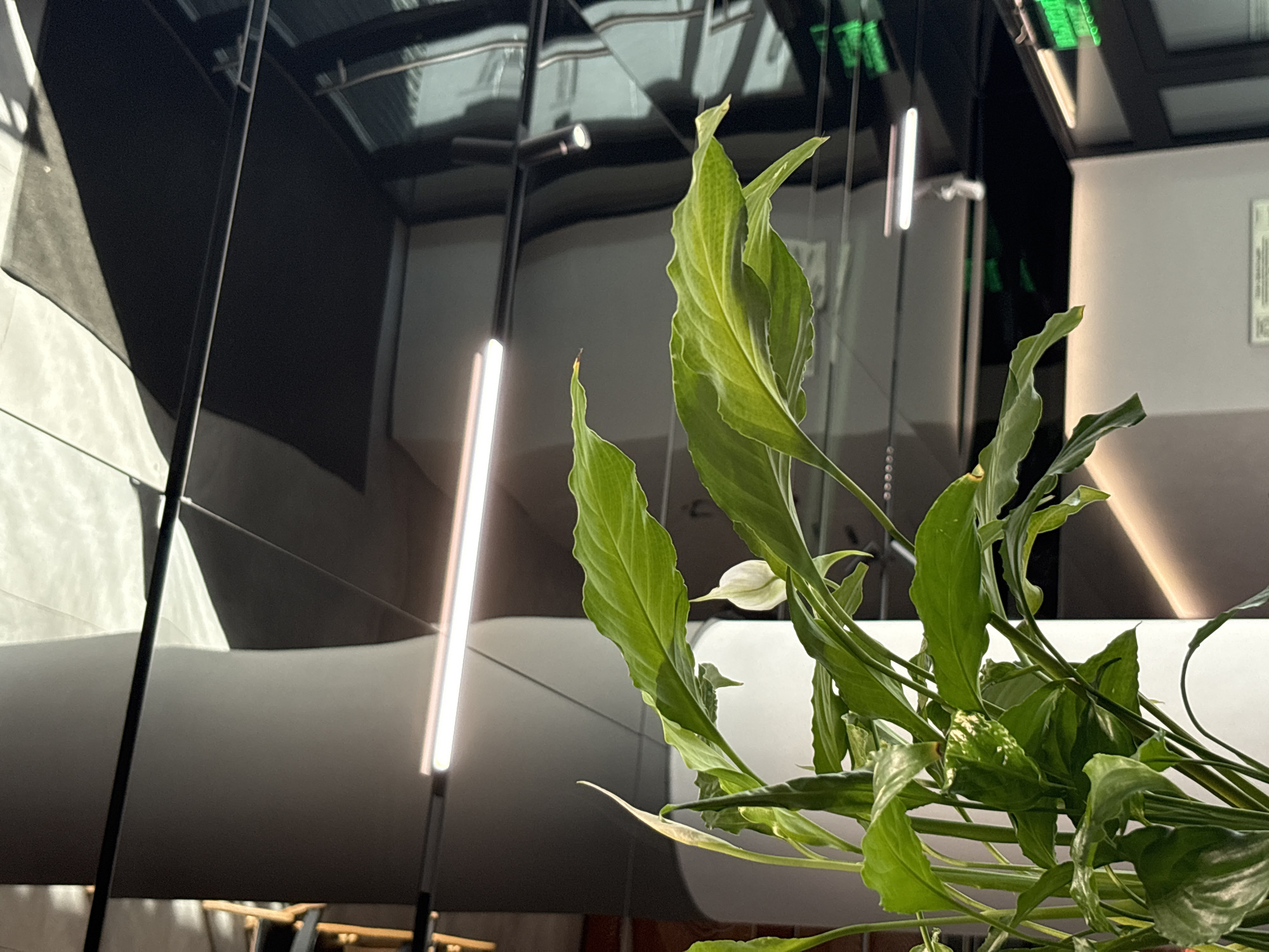 The image captures a close-up view of a peace lily plant with large, glossy green leaves and a white spathe. The plant is positioned in the foreground, with its foliage partially obscuring the background. The background reveals a modern interior space with a dark, reflective ceiling that mirrors the environment. A horizontal fluorescent light fixture runs across the middle of the frame, casting a bright glow. In the upper right portion of the image, a green illuminated exit sign is visible, suggesting this is a public or commercial building. The overall ambiance is clean and contemporary. The image does not depict any people or specific activities. Based on the style of the interior and the presence of an exit sign, this scene could be located in a commercial area or office building in Moscow, Russia.