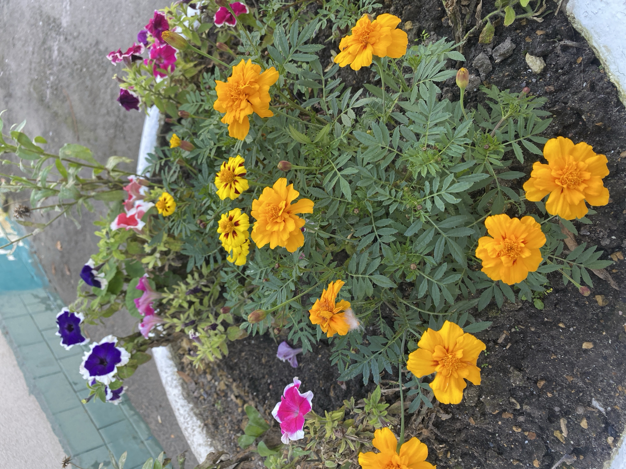 In Ivanteyevka, Russia, an outdoor scene features a planter filled with various flowers. The planter contains a mix of vibrant orange marigolds and petunias in shades of deep purple, pink, and red. The marigolds are in full bloom, displaying their characteristic ruffled petals, while the petunias showcase their trumpet-like shapes. Some flowers are in bud, indicating ongoing growth. The plants are rooted in dark soil, with scattered small stones. In the background, a wall with light-colored horizontal tiling and a darker, possibly teal, border is visible. The ground surrounding the planter appears to be paved.
