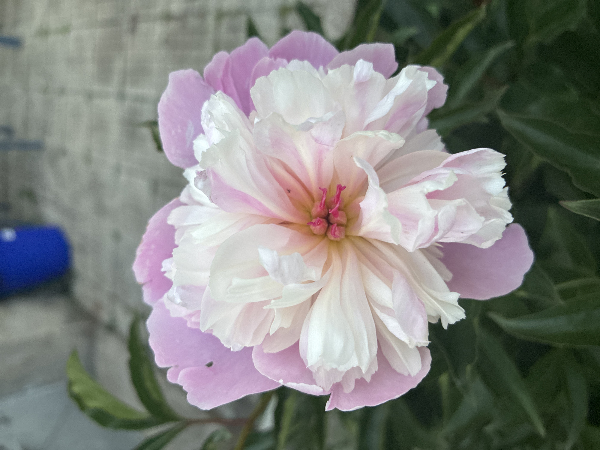 The image displays a single, fully bloomed peony flower centered in the frame, located outdoors in Klisura, Bulgaria. The flower features prominent light pink guard petals forming the outer layer, encompassing a dense, ruffled core of smaller petaloids that are predominantly white with subtle pale pink veins. The center of the bloom reveals small, vivid fuchsia-colored structures. Green foliage, out of focus, is visible around the lower and left perimeter of the flower. The background consists of a blurred, light grey paved surface, possibly stone or concrete, with a distinct, out-of-focus blue object, resembling a container, situated in the upper right portion of the frame. No individuals, animals, or discernible actions are present in the scene.