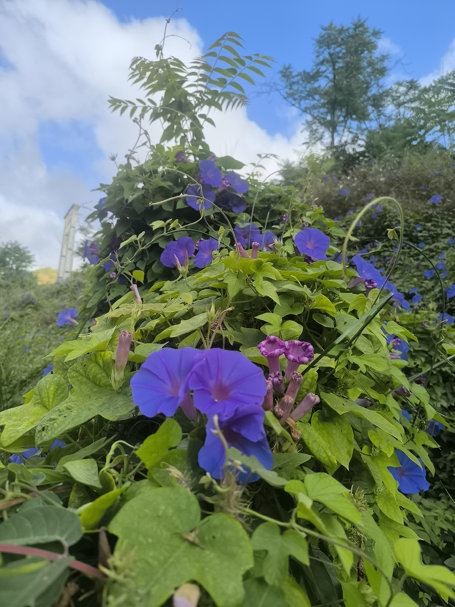 In the city of Palmela, Portugal, a climbing plant laden with vibrant blue and purple morning glory flowers cascades across a fence and upward towards a bright blue sky dotted with fluffy white clouds. The lush green foliage of the plant intertwines with the delicate trumpet-shaped blooms. The foreground is dominated by several large, open morning glory flowers in shades of deep blue and vibrant purple, with unopened buds showing a softer pinkish hue. In the background, more of the same flowers and greenery create a dense, natural wall. The surrounding environment suggests a garden or naturalized area, with glimpses of trees and other vegetation further in the distance. The lighting indicates it is daytime, likely morning or afternoon. No people are visible in the scene.