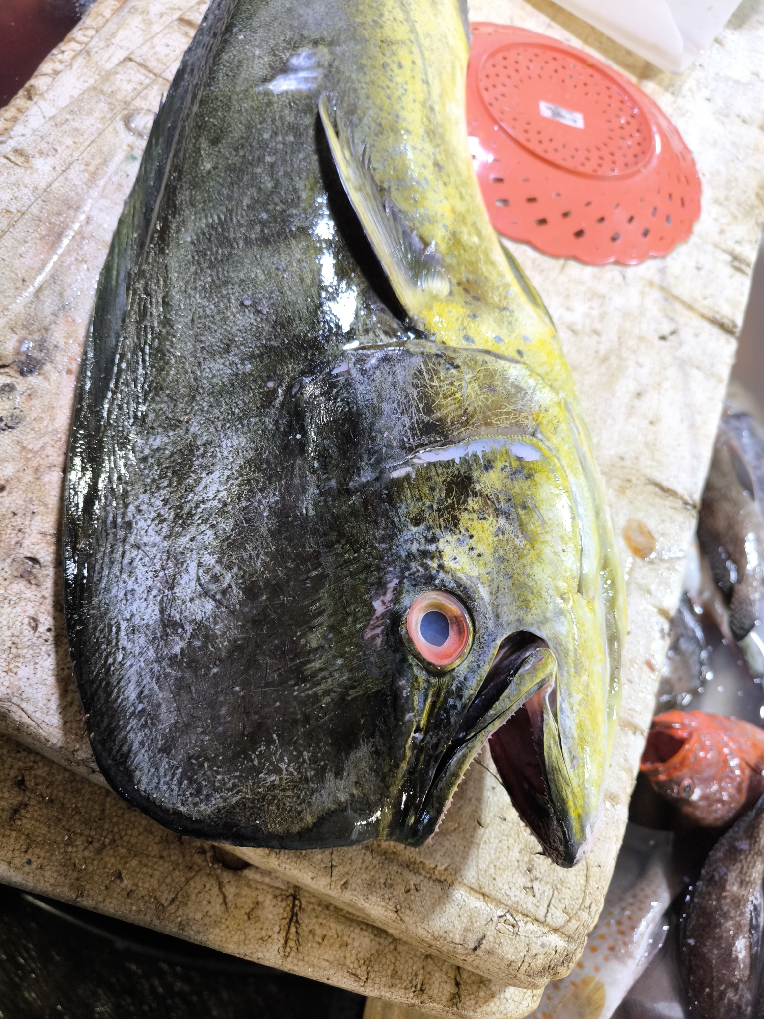 A whole mahi-mahi fish is displayed on a weathered polystyrene block, likely at a fish market in Kuta, Indonesia. The fish's head, positioned towards the viewer, shows a prominent open mouth and a bright red eye. The body transitions from a darker grey-blue near the head to yellow towards the tail. The fish appears fresh and wet. A red plastic plate sits in the background. Other fish are partially visible in the periphery.