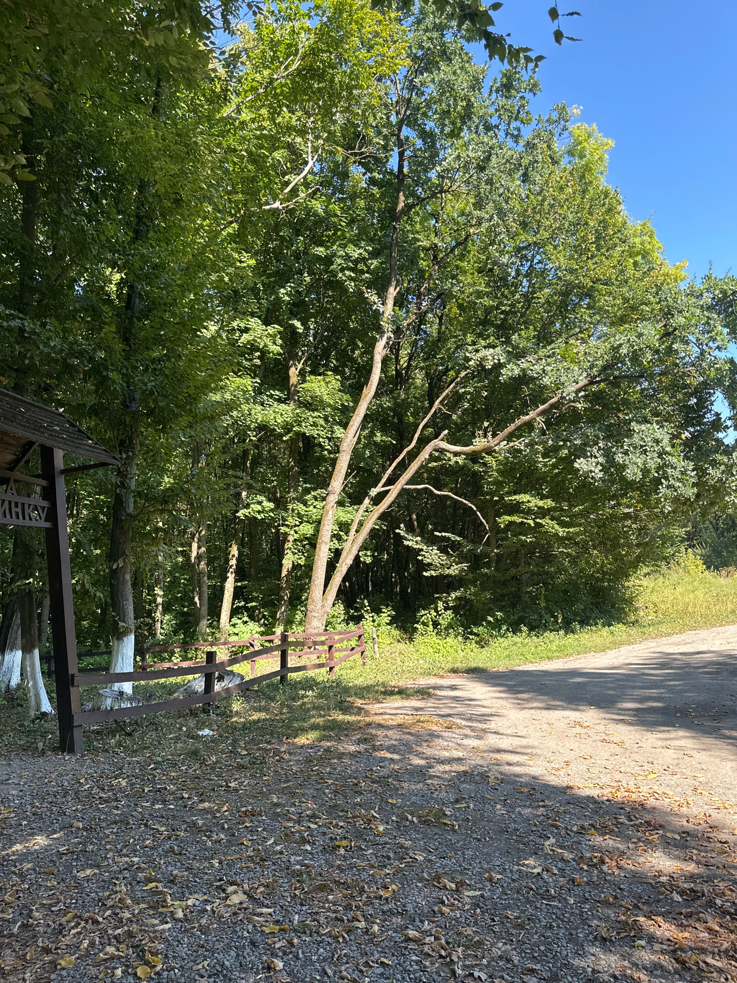 The image depicts a sun-dappled scene in Shatava, Ukraine, likely during the autumn season given the fallen leaves. On the left, a rustic wooden gazebo with a dark roof and brown support beams is partially visible. The gazebo has carved lettering, though it is not entirely clear. In front of the gazebo, two tree trunks are painted white up to a certain height. A low, dark brown wooden fence with horizontal rails runs across the middle ground of the image, separating the gazebo area from a pathway and a wooded background.
The pathway, which appears to be a dirt or gravel road, curves into the distance on the right side of the frame. It is covered with scattered dry leaves. The background is dominated by lush green trees, forming a dense forest. The leaves on the trees suggest a warm season, possibly late summer or early autumn, with some hints of yellowing on a few branches. A single, distinctive tree with a slender, leaning trunk and gnarled branches stands prominently in the middle ground, its bare branches reaching out. The sky above is a clear, bright blue. The overall impression is a peaceful, natural setting.