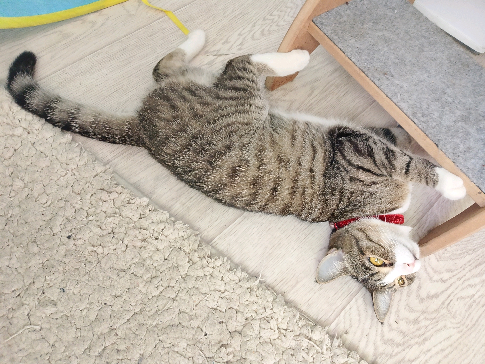 A tabby cat with white paws and a red collar is lying on its back on a light-colored wooden floor. It is positioned next to a textured, cream-colored rug and a wooden scratching post with a gray carpeted surface. The cat's eyes are open, and it is looking towards the camera. The image appears to be taken indoors, and there is no information about the city of Kyzyl, Russia.