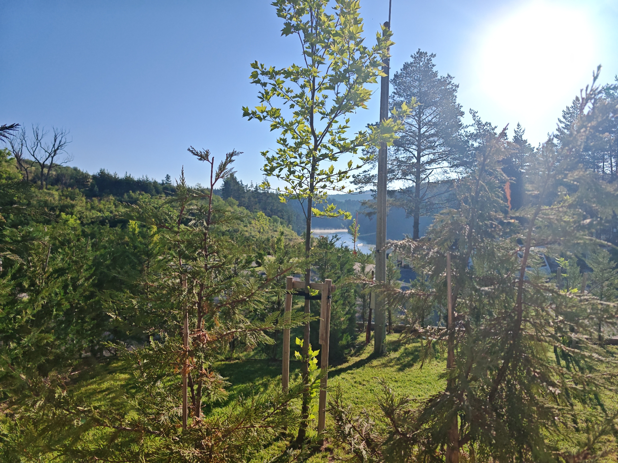 The image depicts a natural outdoor scene with a clear blue sky and bright sunlight. In the foreground, several conifer trees are visible, with one prominent young tree supported by wooden stakes and crossbeams in the center. This young tree has bright green leaves. Behind it, a larger deciduous tree with lighter green leaves is illuminated by the sun. In the mid-ground, there is a body of water, possibly a lake or reservoir, with a mountainous or hilly landscape covered in dense green vegetation and trees stretching into the background. The sun is high in the sky, causing lens flare in the upper right portion of the image. The overall environment appears to be a park or a natural reserve, with well-maintained grassy areas and a sense of tranquility. The location is identified as Alino, Bulgaria. There are no people visible in the image.