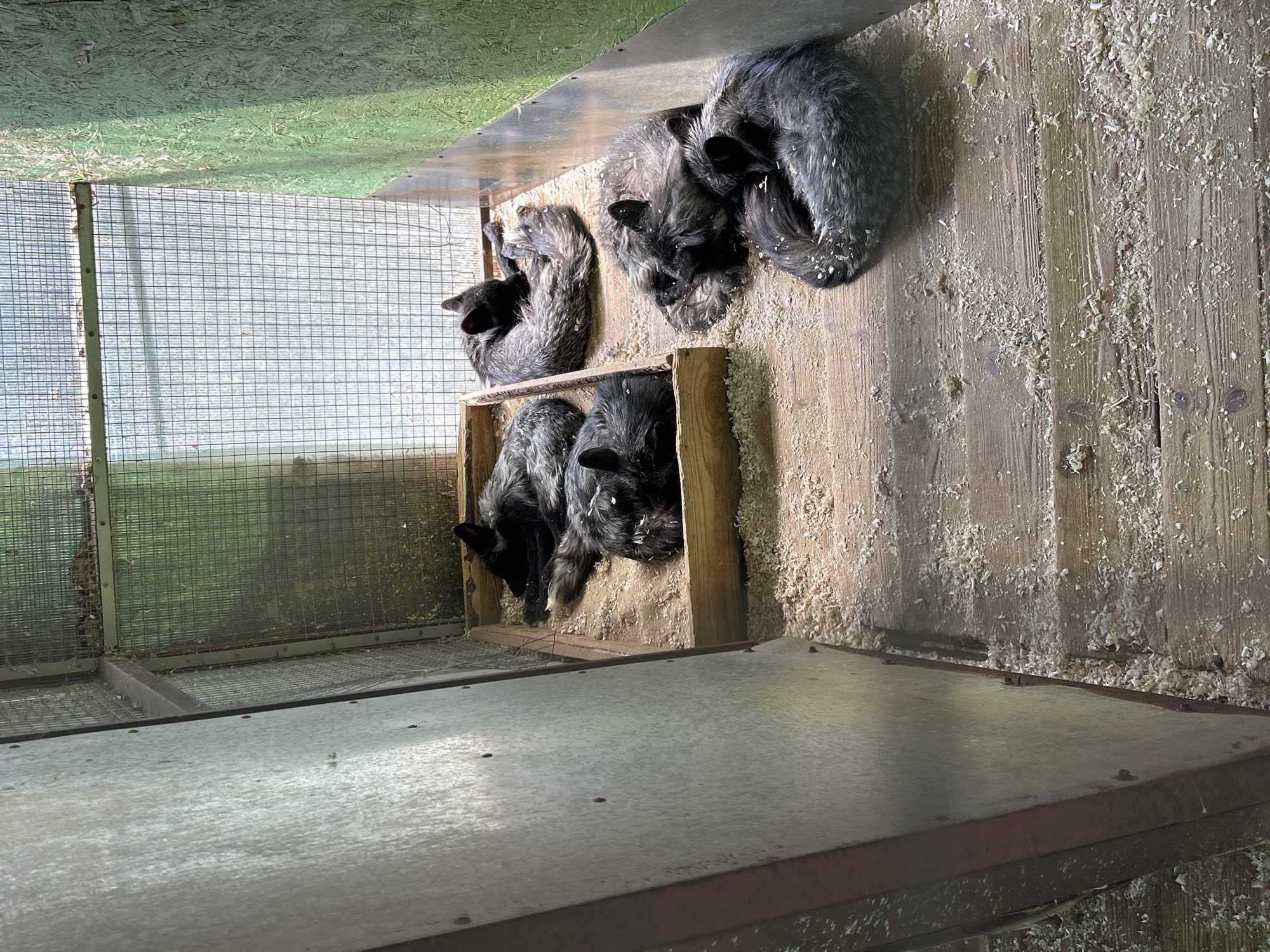 In Medvedevo, Russia, an enclosure contains five silver foxes sleeping curled up on a floor covered in wood shavings. The enclosure has wooden and metal walls and a wire mesh ceiling that allows sunlight to filter in. The foxes are a mix of dark grey and silver fur, with bushy tails wrapped around their bodies. They are resting in two groups: three foxes in the foreground, and two in a wooden bedding area in the background. The overall scene depicts a peaceful, natural environment for the animals.