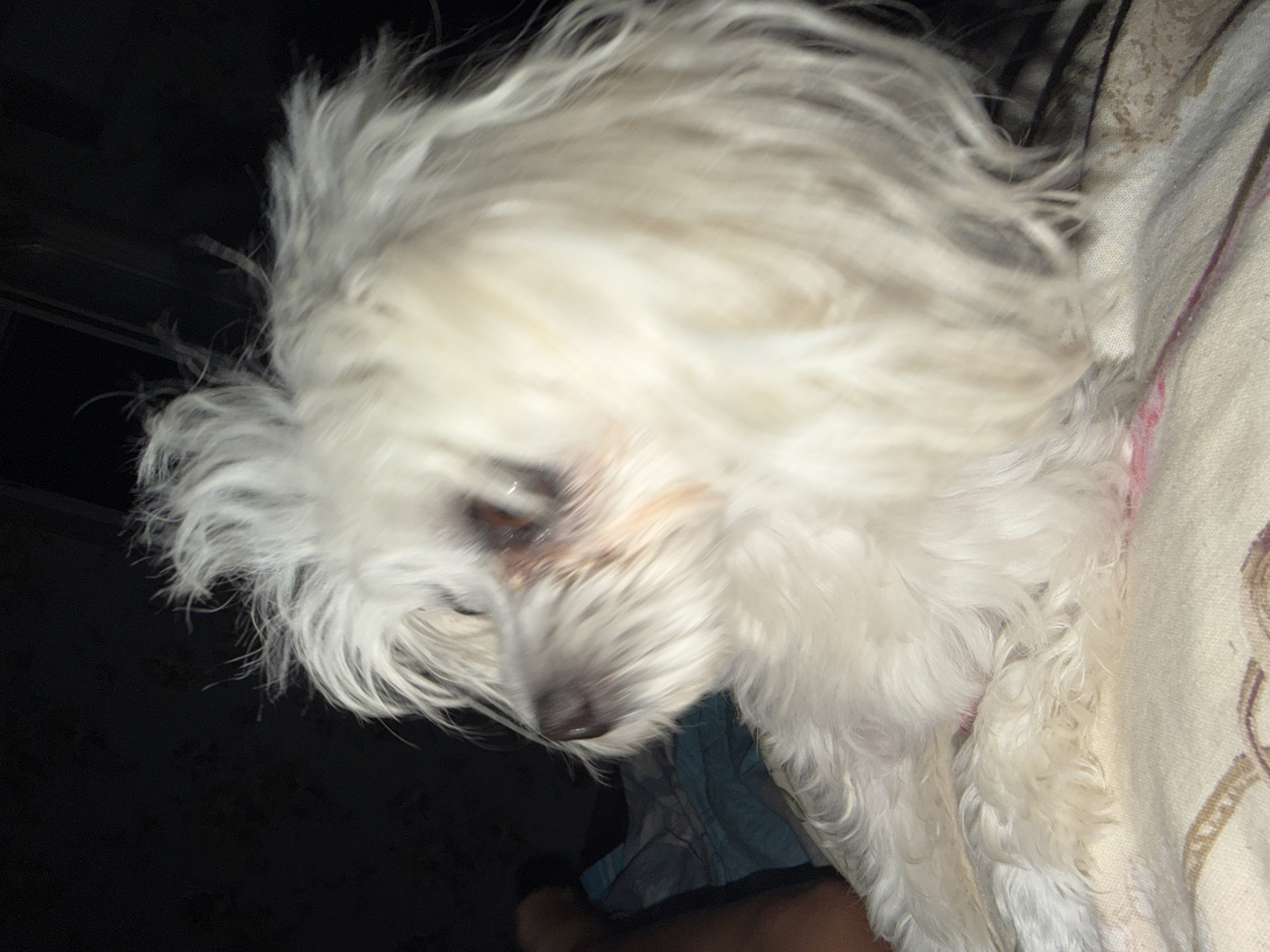 This is a close-up, low-light photograph of a white dog, possibly a Maltese or similar breed, with shaggy fur. The dog is looking to its left, with its head and shoulders filling most of the frame. Its eyes are dark and somewhat obscured by its fur. The background is dark and out of focus, with some hints of a blue patterned blanket or fabric underneath the dog. A person's leg is partially visible on the far left of the image, also out of focus. The image appears to have been taken indoors. There is no discernible information in the image to suggest its location in Partenit, Ukraine.