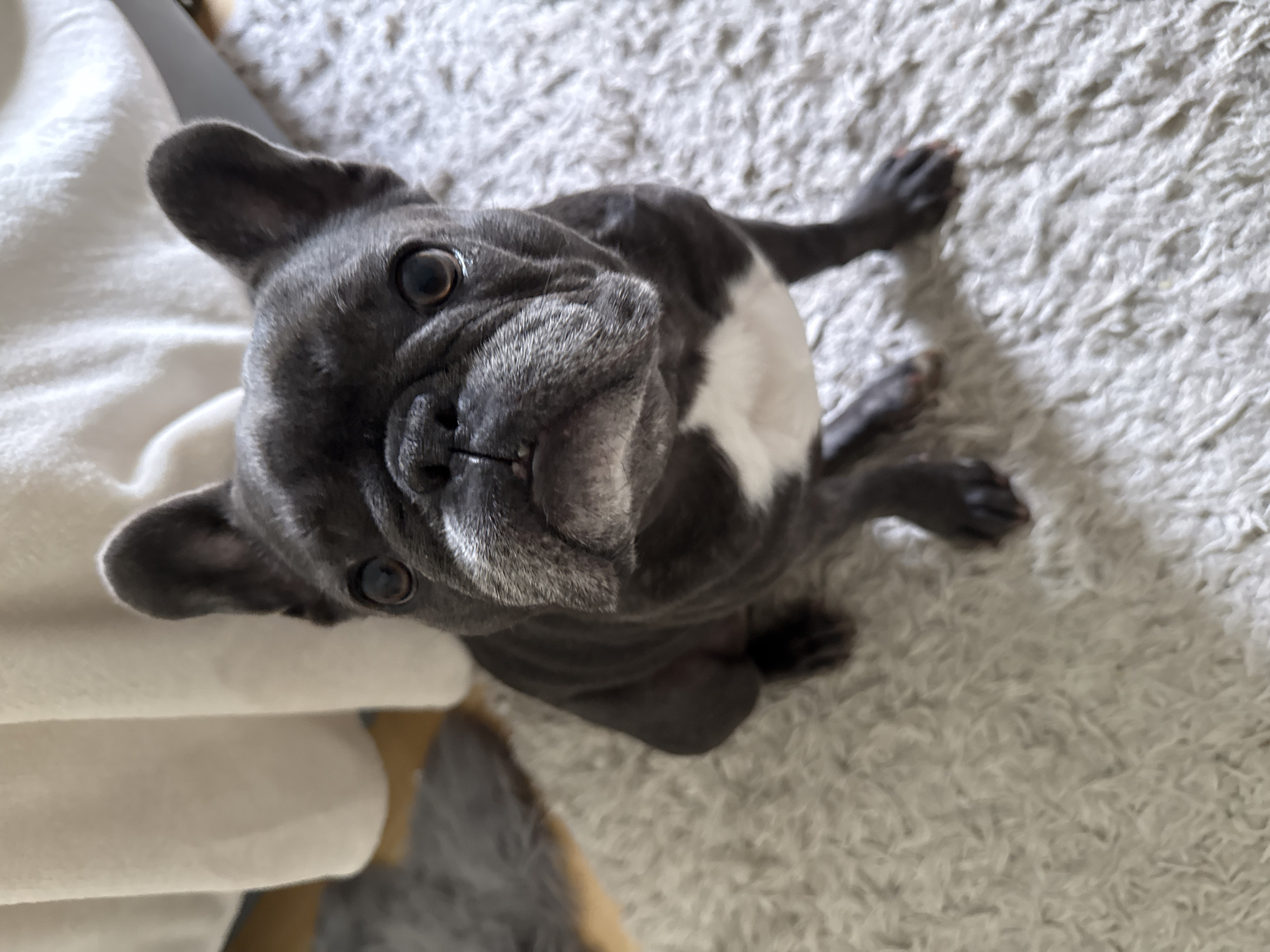 An adult French bulldog is positioned centrally on a plush, light-colored rug. The dog has dark grey fur with a white chest and muzzle. Its ears are erect, and its eyes are wide and dark, looking directly at the camera. The dog's facial expression appears alert. In the background, a pale, textured curtain hangs, and a dark grey rug or mat is visible to the left of the dog. The lighting suggests an indoor environment, likely a home. The specific location in Bad Sachsa, Germany, cannot be determined from the provided image.