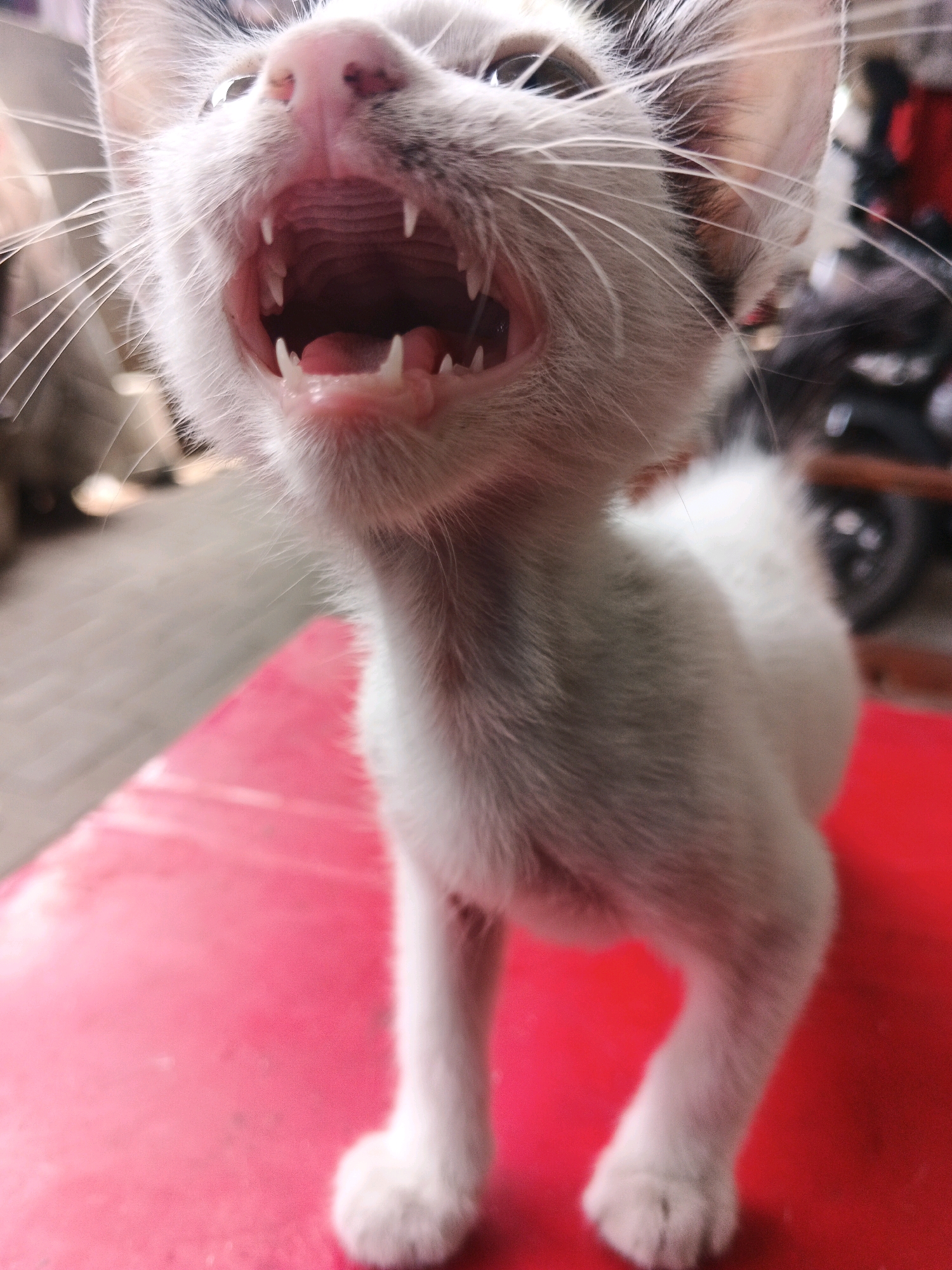 A close-up, eye-level shot captures a white kitten with black markings on its head and ears, standing on a bright red surface. The kitten's mouth is wide open, revealing its pink tongue and sharp white teeth, suggesting it is meowing or yawning. Its eyes are open, with the left eye partially visible. The background is blurred, showing hints of a street scene in Kadu, Indonesia, with a motorcycle and other indistinct objects. The red surface appears to be a table or a similar flat object.