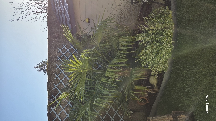 The image depicts a garden scene in Ottonville, France, captured during daylight under a clear blue sky. A prominent palm tree with green, fan-shaped fronds occupies the central mid-ground, rooted within a raised garden bed. To the right of the palm, a light-colored building wall with a dark tiled roof is visible, featuring a yellow and black insect trap suspended from it. The raised garden bed also contains variegated green and white foliage, two reddish-brown terracotta pots lying on their sides, and a pale, indistinct object near the base of the palm. A dark, weathered stump is positioned in the lower-left foreground. The background is defined by a rough concrete wall featuring a green diamond-patterned trellis. Above the wall, a coniferous tree and a leafless deciduous tree are silhouetted against the sky. The immediate foreground consists of green lawn, separated from the garden bed by a dark, curved edge. Sun glare is present in the lower right quadrant. The photographic identifier "Galaxy S25" is located in the bottom-left corner. No individuals or active interactions are visible.