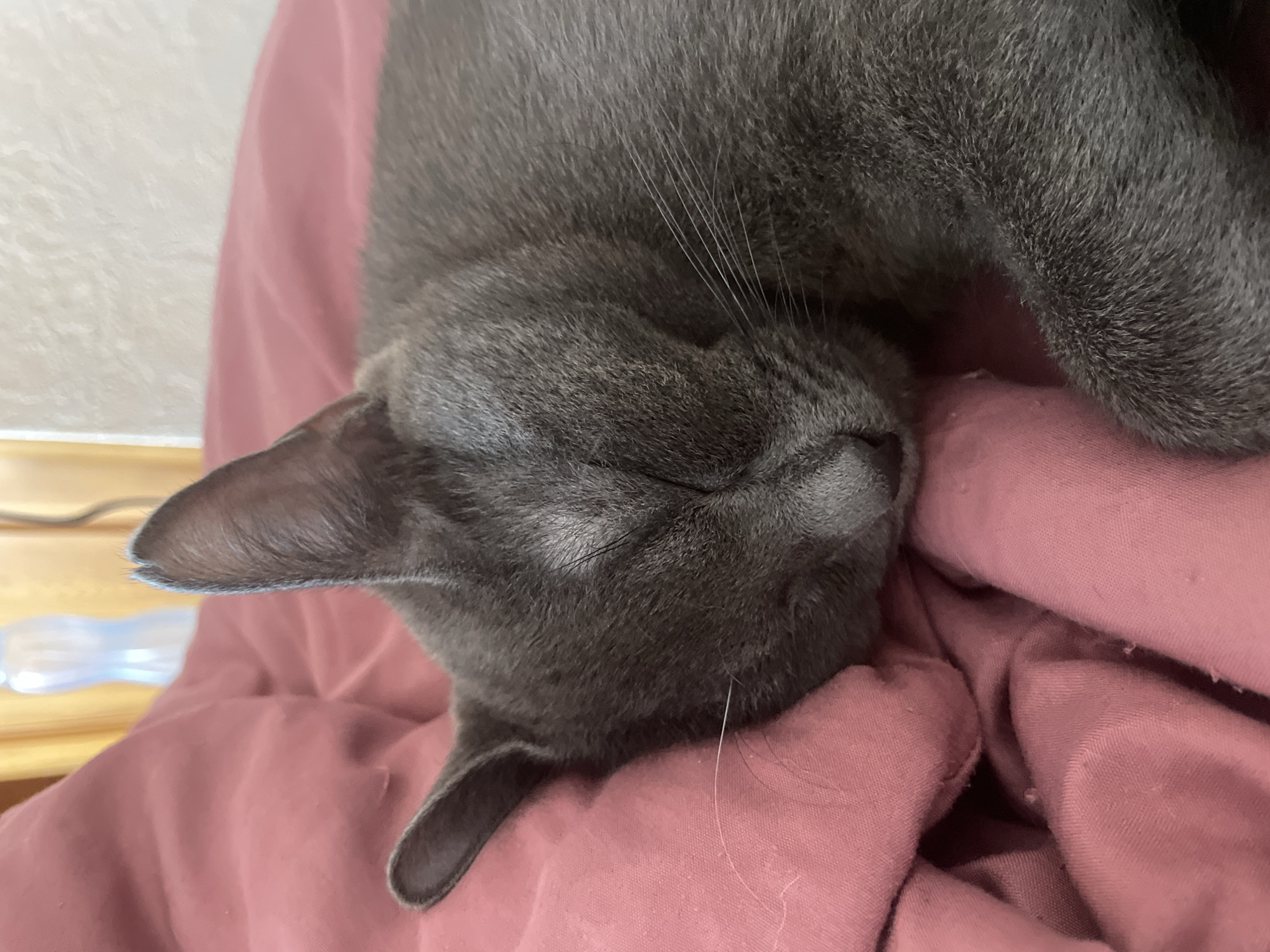 A gray cat is sleeping on a pink blanket. The cat's head is tilted downward, and its eyes are closed. The cat's whiskers are visible. The background is out of focus. There is no information provided that can confirm the location is the city of Chaikovsky, Russia.