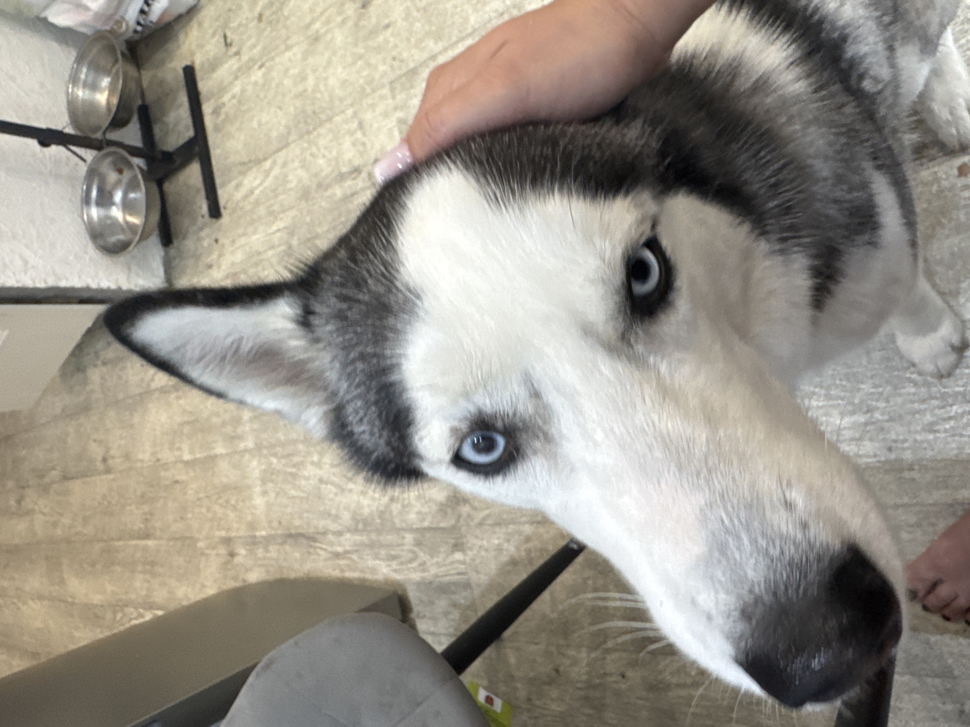 A close-up shot shows the head of a husky dog with piercing blue eyes. A human hand with light pink nail polish is gently stroking the dog's head from the right side. The dog's fur is a mix of white and black. The background reveals a light-colored floor with a wood-like pattern. To the left, a portion of a grey chair is visible, and further in the background, a metal pet food stand with two bowls is present. The scene appears to be indoors, possibly in a home. The image does not contain any elements or context that would associate it with the city of Tolyatti, Russia.