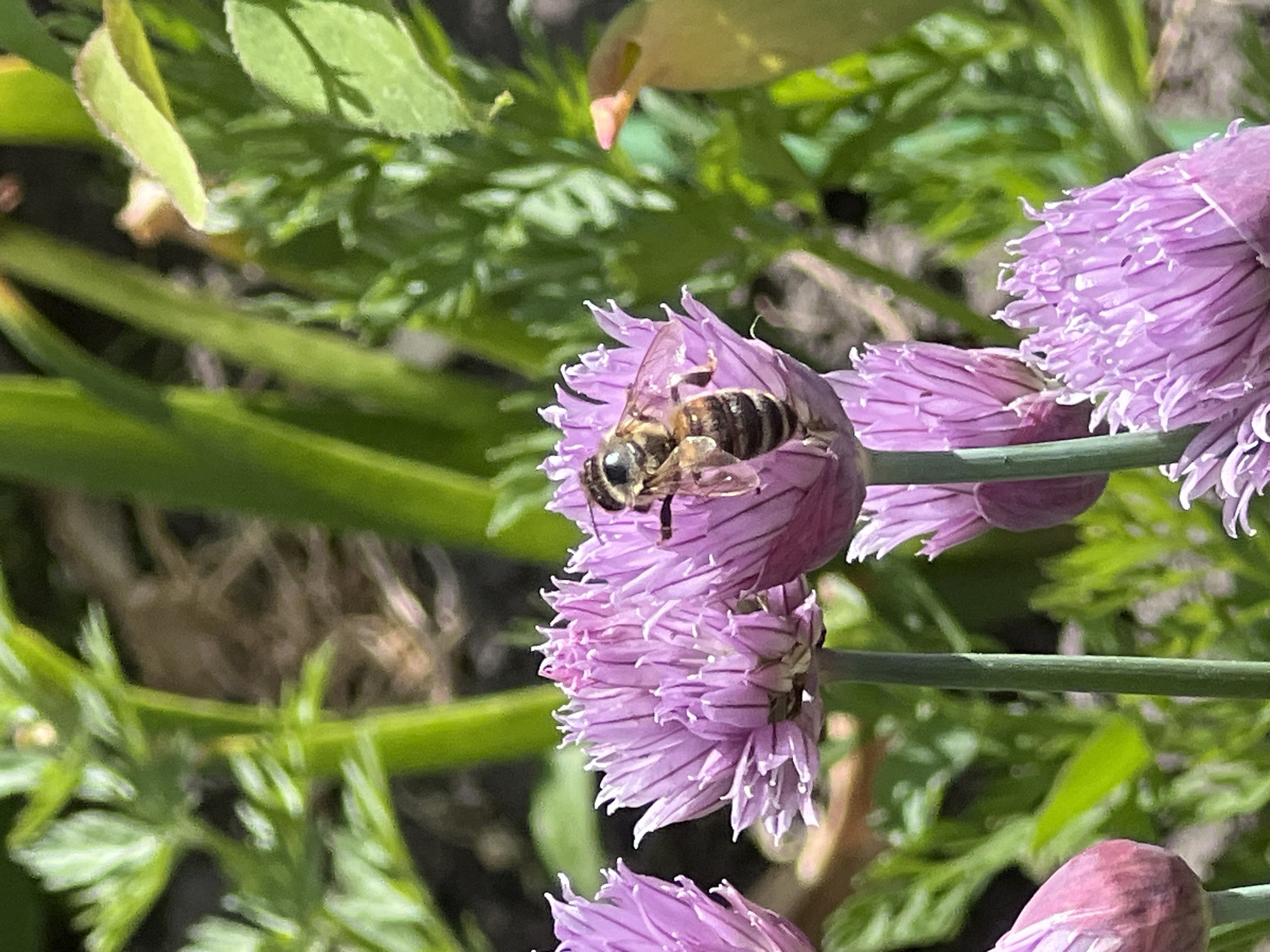 A honeybee is collecting pollen from a cluster of blooming chives. The chives have spherical flower heads with numerous small, lavender-colored florets. The bee is positioned on one of the flower heads, with its body partially obscured by the petals. The background consists of various green plants, some of which appear to be leafy and others that are grass-like. The location is Vertelka, Ukraine.