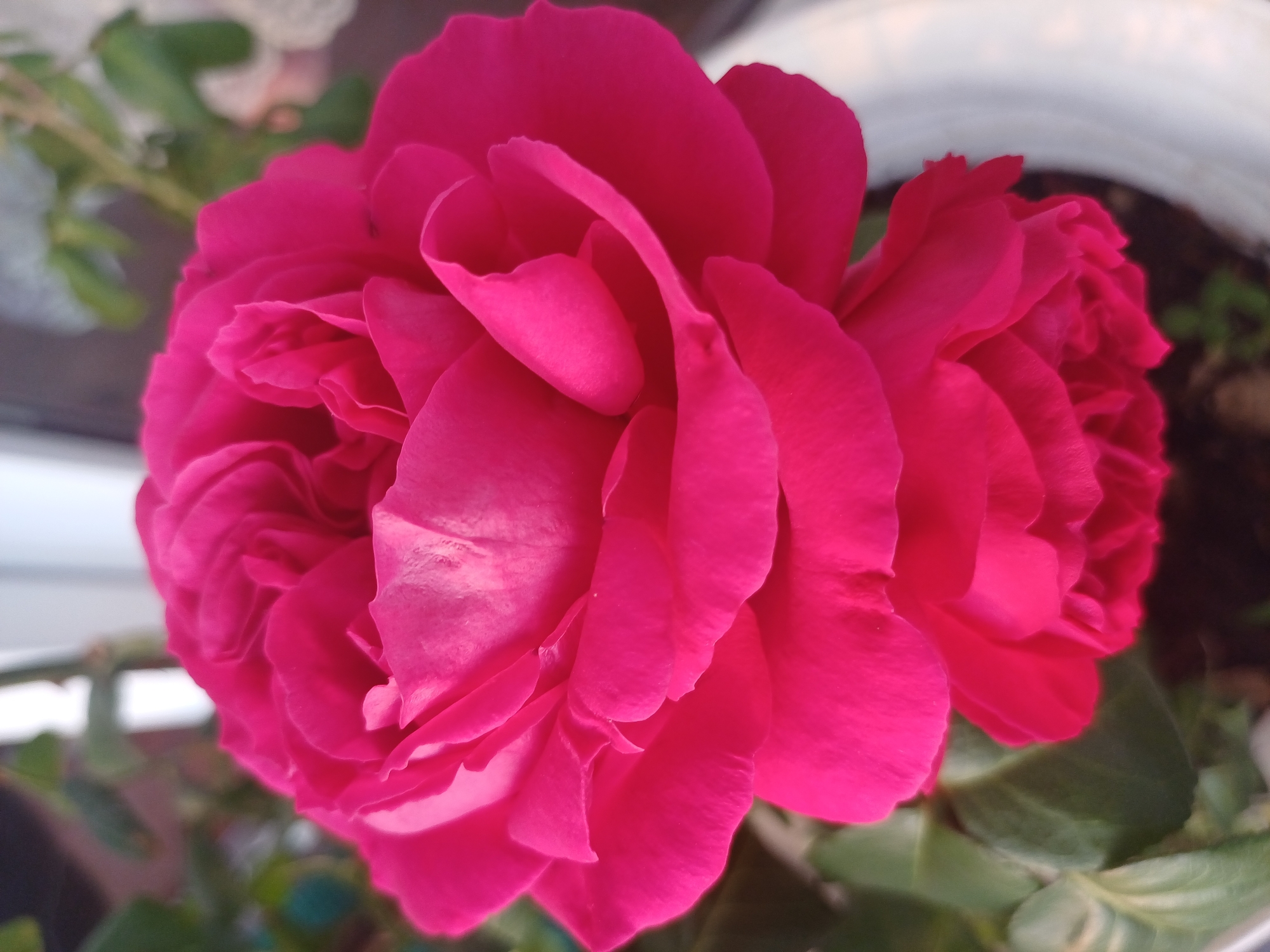 A close-up, head-on view of a bright pink rose in full bloom is presented, filling most of the frame. The rose's petals are densely layered and curved, with a soft, velvety texture. The lighting highlights the contours of the petals, creating subtle shadows and bright spots. The background is blurred, showing hints of green foliage and what appears to be a white pot, suggesting the rose is in a garden or on a balcony. There are no people or animals visible in the image. The scene is static, focusing solely on the beauty and detail of the flower. The image does not contain any information that would allow for the determination of its location within the city of Sochi, Russia.