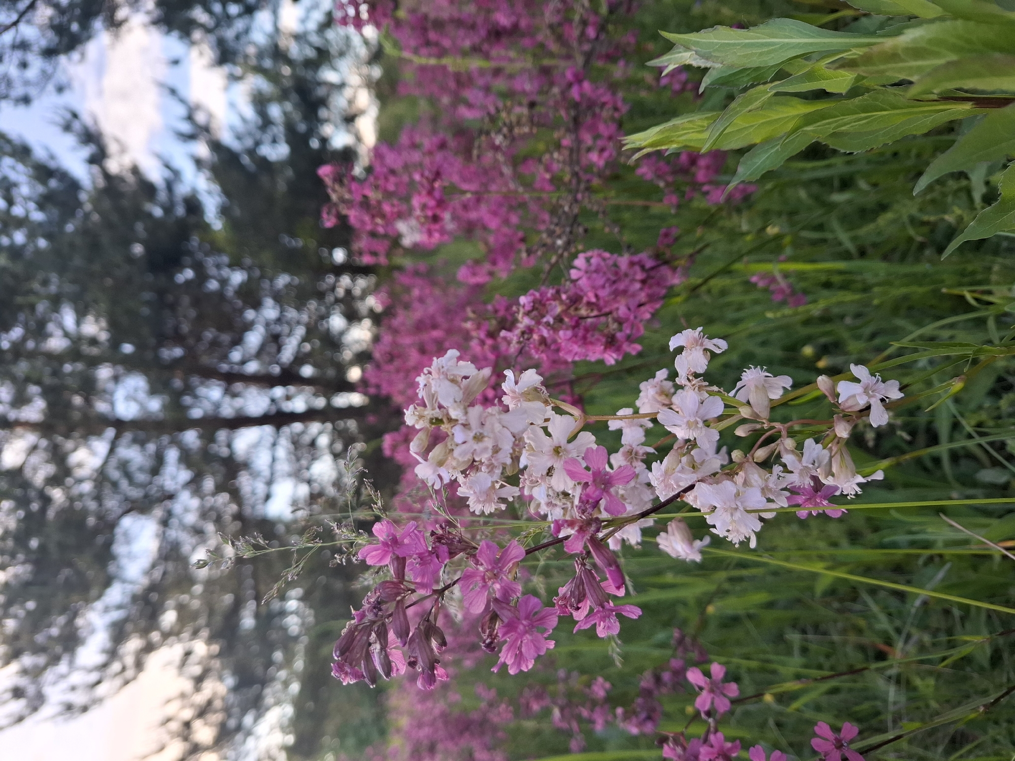 The image depicts a field of pink and white wildflowers in Елец-Маланино, Russia. The flowers are densely packed and stretch into the background. Green grass and leaves are interspersed amongst the blooms. In the background, blurred trees are visible against a sky with clouds.