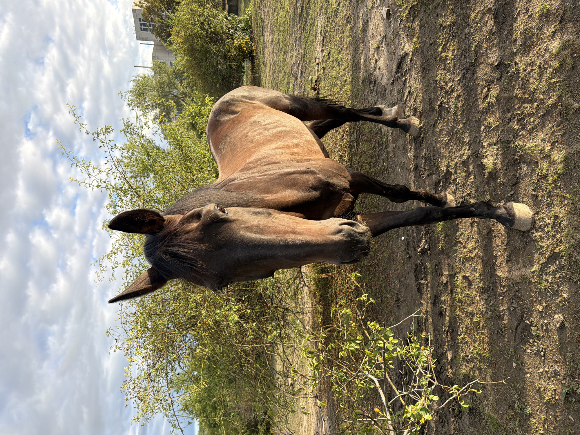 A dark brown horse stands in a muddy, grassy area in Černčice, Czechia. The horse is facing forward, with its head slightly lowered. The background consists of green bushes and trees, with some buildings visible in the distance under a cloudy sky. The lighting suggests it is late afternoon.