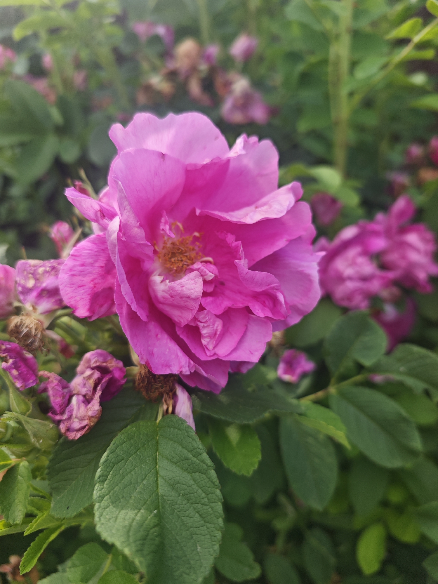 A close-up, eye-level shot features a vibrant pink rose in full bloom as the primary subject, dominating the foreground. The rose's petals are soft and layered, with a slightly ruffled texture, revealing a cluster of delicate, yellowish-brown stamens in its center. To the left of the main rose, several other roses are visible, some in bloom and others in various stages of wilting, displaying withered, purplish-brown petals and dried seed heads. These wilted flowers contrast with the fresh bloom, suggesting the natural cycle of the plant.
The background is a lush tapestry of green foliage, with out-of-focus leaves and stems creating a soft, natural backdrop. There are hints of other pink flowers scattered throughout the greenery, adding depth and context to the scene. The lighting appears soft and diffused, suggesting an overcast day or the gentle light of early morning or late afternoon. There are no visible people or man-made objects in the frame. The overall impression is one of natural beauty and the delicate transient nature of flowers. The location context is Хлевино, Russia.