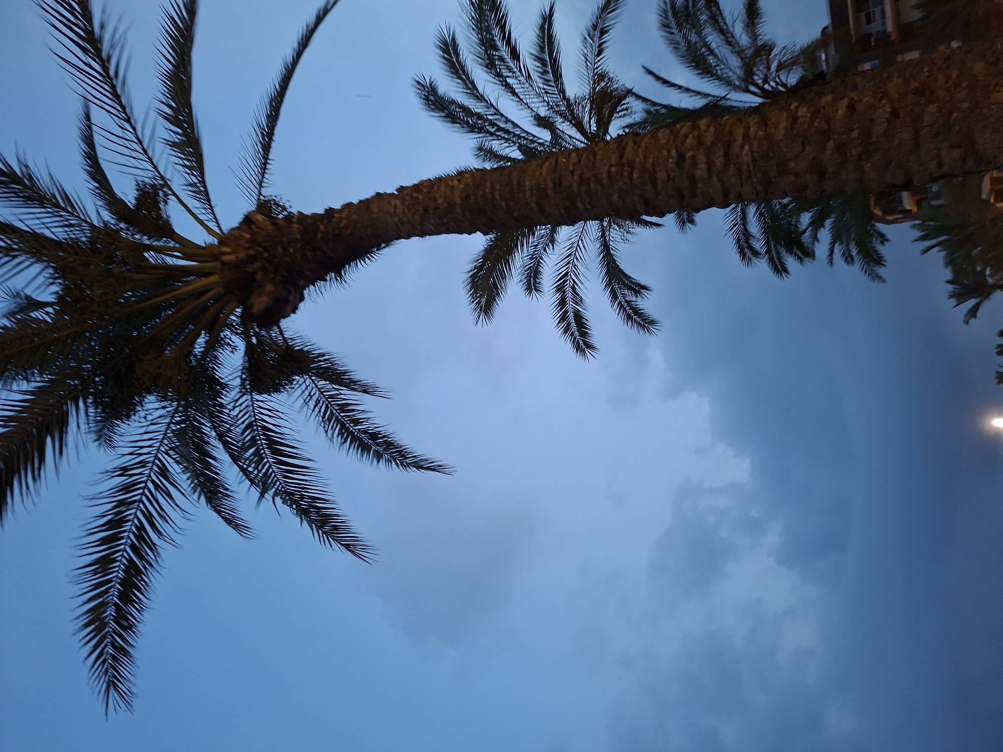 The image shows several palm trees against a dusky, overcast sky. The sky is a deep blue with scattered, dark clouds. The palm trees are silhouetted against the sky, their fronds dark and feathery. One large palm tree trunk dominates the foreground, its bark rough and textured. In the background, a building with balconies is partially visible. A bright light, possibly a streetlamp, is visible at the bottom of the frame. This scene is characteristic of a coastal location in Torrevieja, Spain, where palm trees are abundant and often found near buildings and the sea.