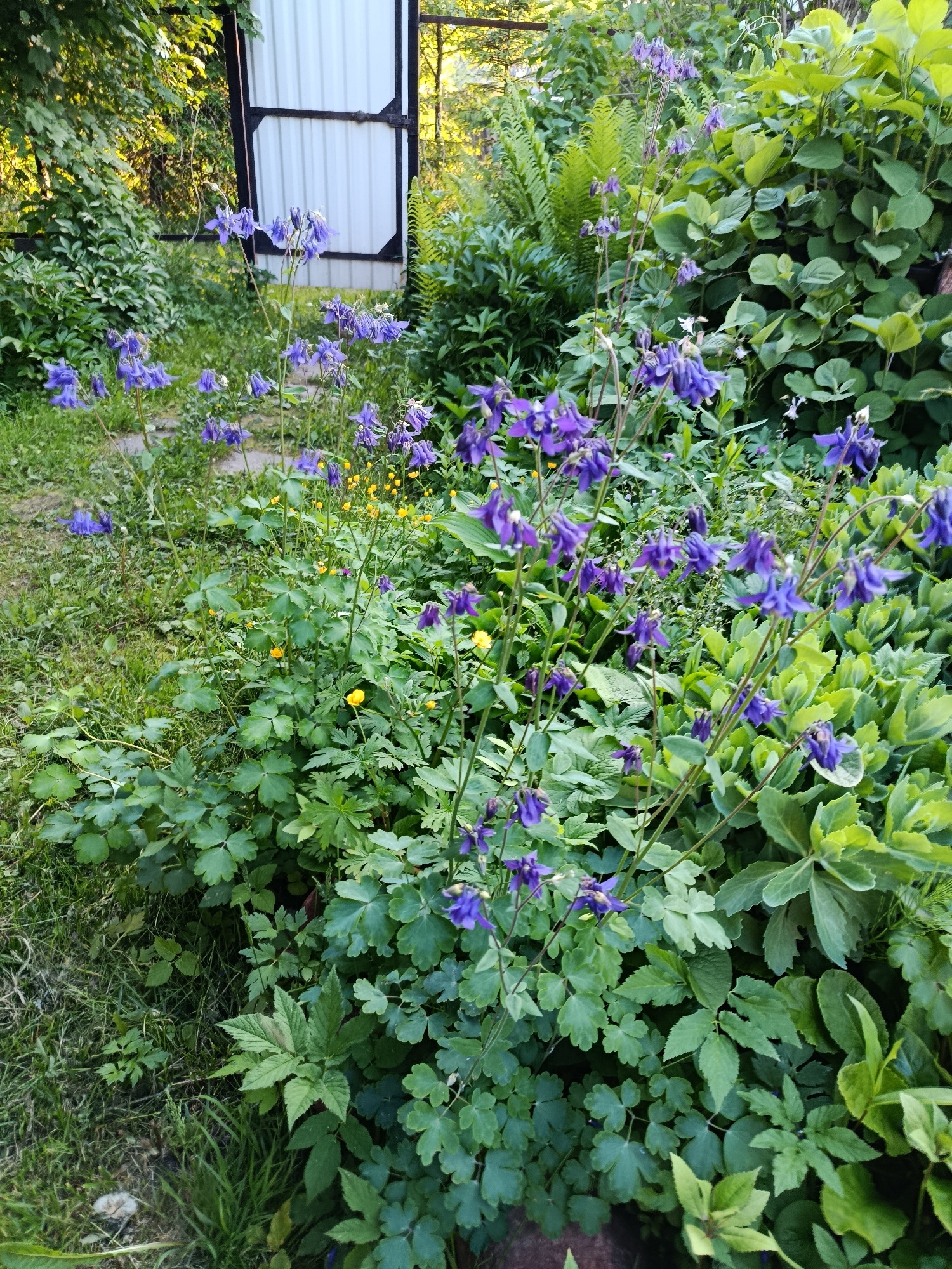The image displays a lush, verdant garden or natural area in Верея, Russia, bathed in the warm, golden light of what appears to be late afternoon or early evening on a clear, sunny day. The scene is dominated by a variety of green plants and vibrant flowers.
In the foreground and midground, numerous stalks of purple columbine flowers (Aquilegia) are prominent, their bell-shaped blossoms adding striking color against the green foliage. Scattered among the columbines and other greenery are bright yellow buttercups, providing small bursts of contrasting color. The surrounding vegetation includes broad-leaved plants, possibly sedum or hosta, especially noticeable on the right side, alongside distinct fern fronds and other leafy bushes towards the left. The ground is a mix of grass and various low-growing plants.
In the background, a white corrugated metal structure with a dark metal frame is visible, suggesting a gate or part of a small outbuilding. This structure is partially obscured by dense green trees and shrubs, which create a rich backdrop. No human subjects or discernible activity are present, and there is no visible text in the image. The overall impression is one of a thriving, slightly wild garden overflowing with natural beauty.