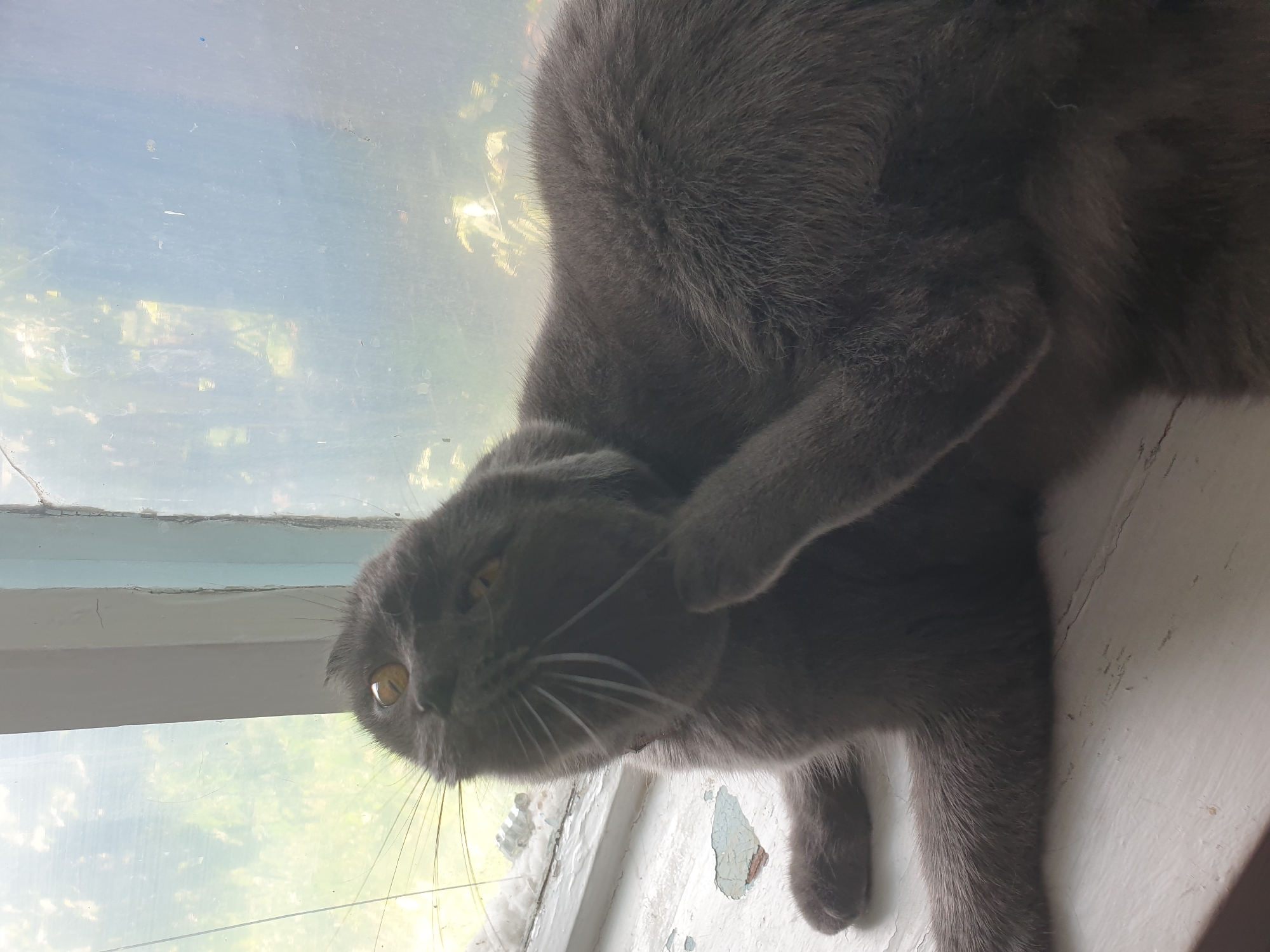 A grey cat is lying on a windowsill next to a window. The cat is looking up with its mouth open and its paw raised to its face. The window is dirty and streaked, and the view outside is blurry. The windowsill is white and peeling. The image was taken in Lozovyi Yar, Ukraine.