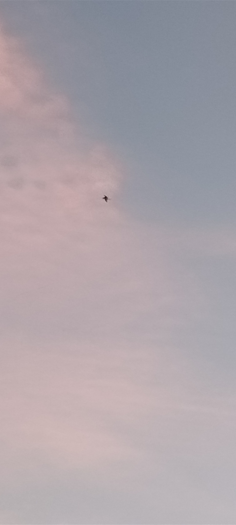 The image shows a bird in flight against a sky that is a mix of pale pink and light blue. There are some faint clouds in the pink area. The bird is positioned slightly above the center of the frame. The location is unknown.