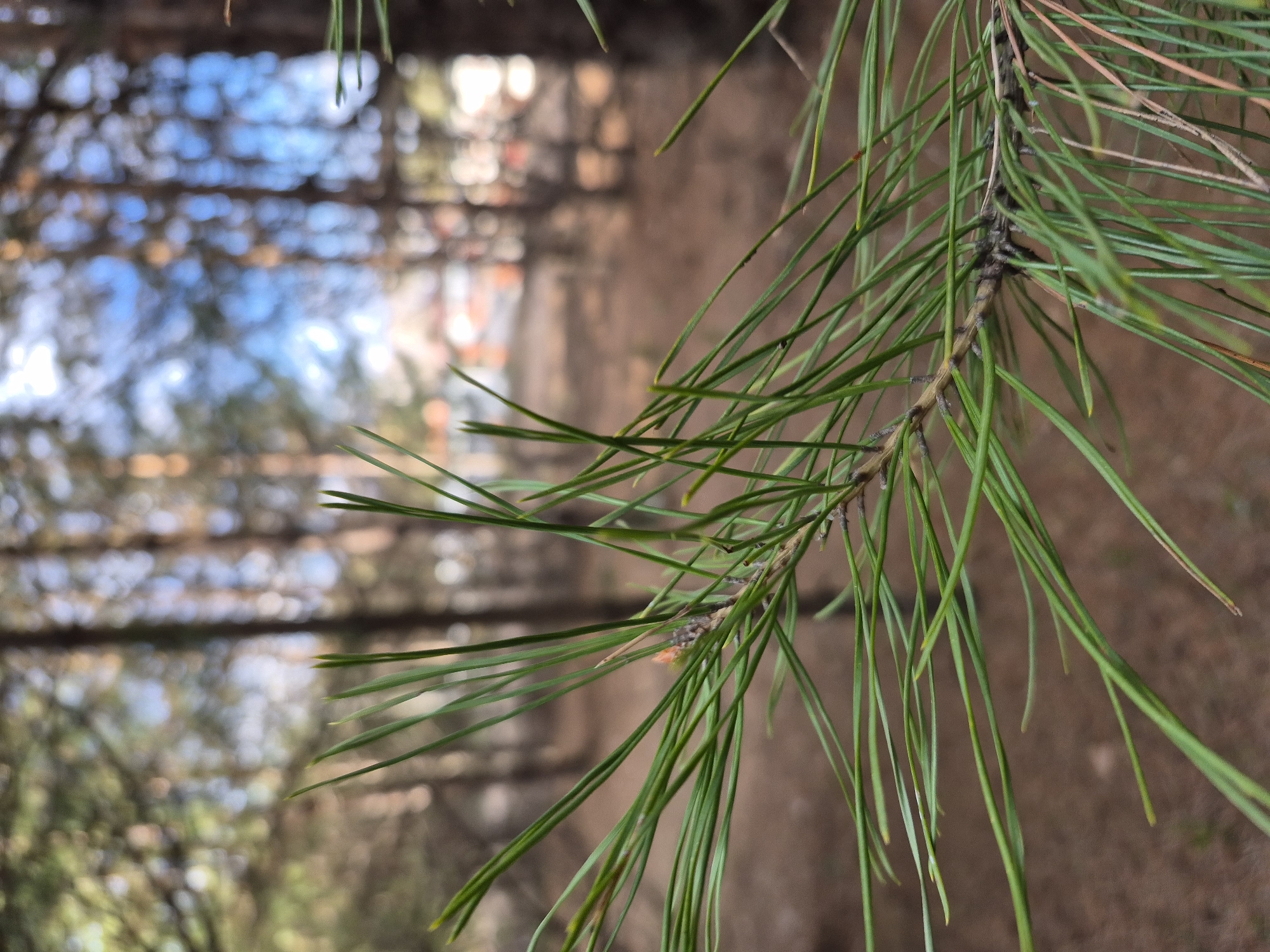 The image captures a close-up, vertical shot of a pine branch laden with long, vibrant green needles. The branch itself is thin and appears woody, with some darker segments visible where needles emerge. The background is heavily blurred, creating an abstract bokeh effect. Dominant colors in the background include soft blues, browns, and greens, suggesting an outdoor natural environment. The blurred shapes hint at distant tree trunks and foliage, possibly with patches of sky filtering through. The overall scene indicates a sunlit forest or wooded area during daylight hours, with clear or partly cloudy weather. No people, specific activities, or discernible text are visible in the photograph. Given the location context of Chaikovsky, Russia, the scene is consistent with a pine forest.