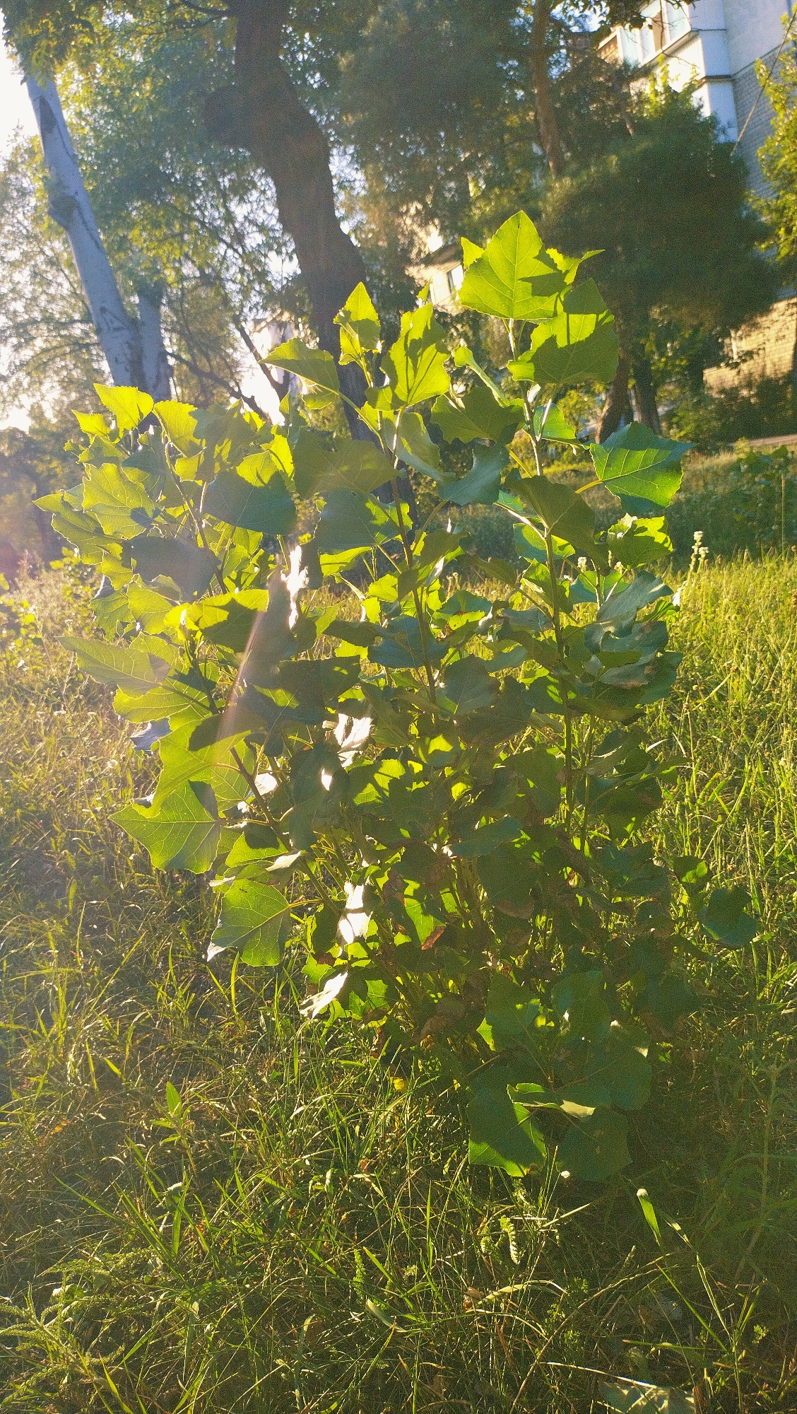 The image depicts a small tree with large, vibrant green leaves in the foreground, bathed in the warm, golden light of what appears to be late afternoon or early morning. The tree is situated in a grassy area, with tall, dry grass and some green blades visible. In the background, a large tree trunk, partially silhouetted, stands to the left, and a building with windows is partially visible to the right, suggesting an urban or suburban setting. The overall scene evokes a sense of nature within a developed area, possibly a park or a yard in Horishni Plavni, Ukraine. There are no people or animals present in the image.