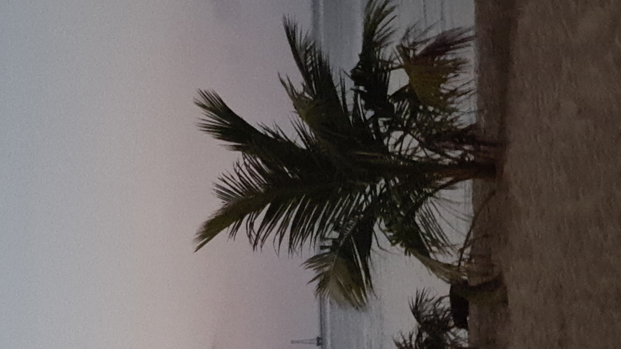 The image depicts a tranquil beach scene at dusk, likely on the outskirts of Denpasar, Indonesia. A lone palm tree stands prominently in the foreground, its fronds silhouetted against the softly lit sky. The gentle waves of the ocean are visible in the mid-ground, with a distant, slender structure, possibly a lighthouse or a navigational aid, standing on the horizon. The beach itself is covered in fine sand, with other palm trees sparsely scattered in the background. The overall atmosphere is serene and peaceful, suggesting a quiet end to the day.
