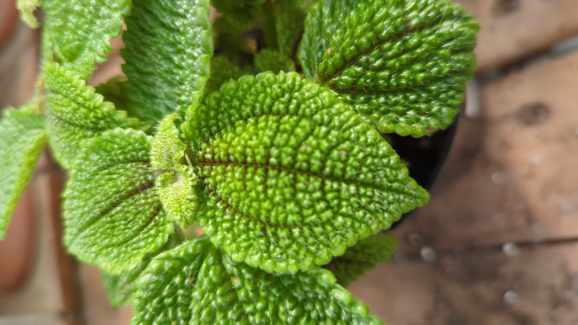 The image is a close-up, eye-level shot of the textured green leaves of a Pilea involucrata, also known as a friendship plant. The leaves are deeply veined and have a puckered, almost quilted appearance, with tiny hairs visible on their surface. The central leaves are a brighter green and are slightly lighter at their tips, while the outer leaves are a darker shade. The plant is in a dark pot, which is partially visible at the bottom of the frame. The background is blurred, but appears to be an outdoor setting with a terra cotta pot and a wooden surface. There are no people or animals present. The image does not contain any information that would allow for a specific location in Laval, Canada, or any other city, to be determined.