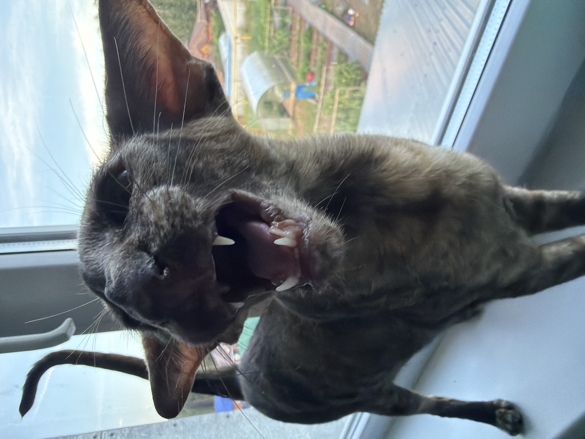 An oriental shorthair cat with dark brindle fur is perched on a windowsill, yawning widely and displaying sharp teeth. The cat's large ears are prominent, and its eyes are partially closed. Behind the cat, a window offers a view of a backyard with greenhouses, cultivated garden beds, and residential buildings in the distance, suggesting a suburban or rural setting within the city of Chaikovsky, Russia. The sky appears overcast. The windowsill itself is white and appears to be indoors, near a window frame.