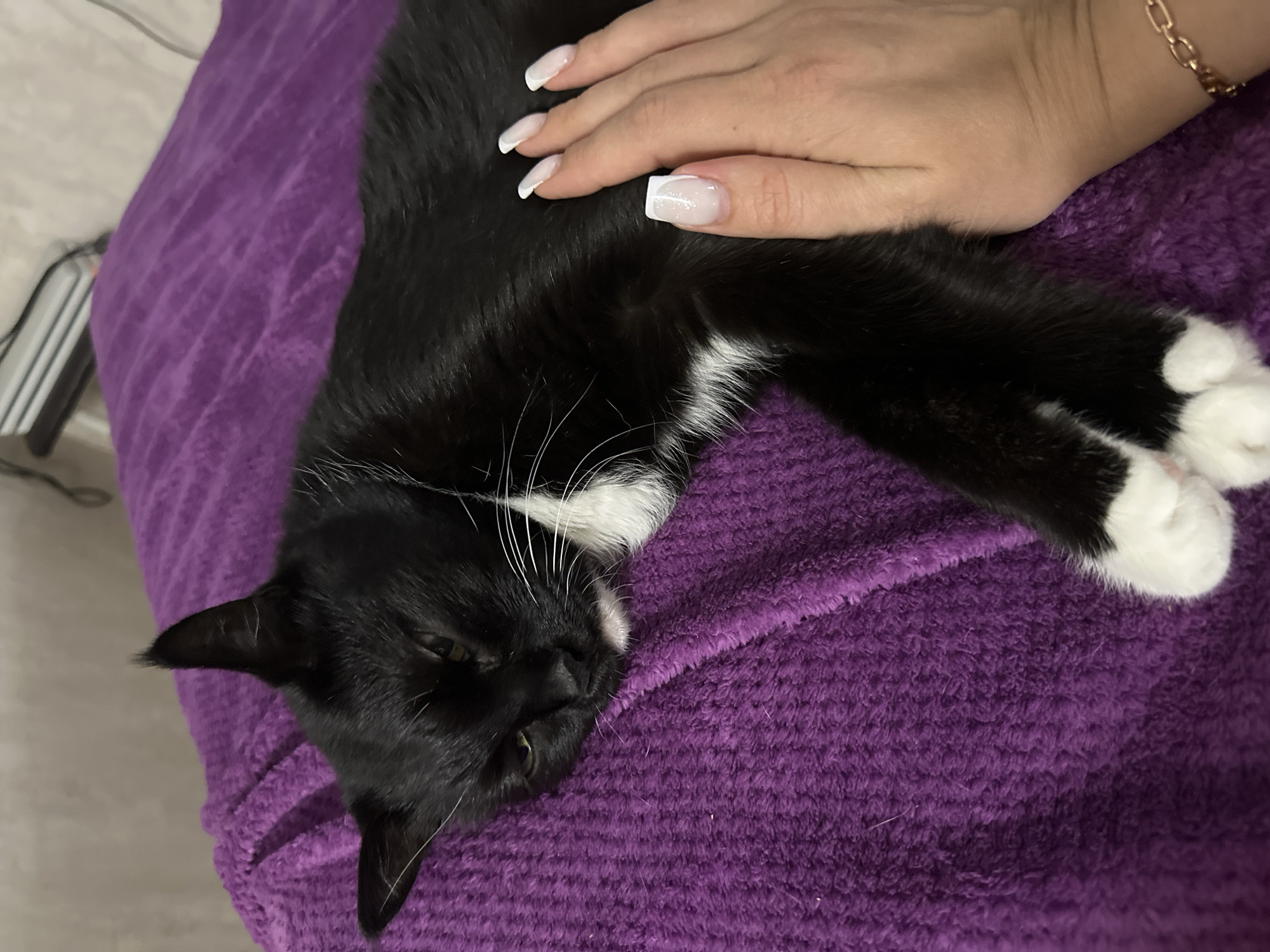This image shows a black and white cat lying on a textured purple surface. A person's hand with white-tipped French manicured nails is gently resting on the cat's back. The cat is lying on its side with its eyes mostly closed, appearing relaxed. Its chest and paws are white, contrasting with its black fur. The surface the cat is on appears to be a soft, fuzzy material, possibly a blanket or towel. In the background, a portion of what looks like a medical device with some wires is visible. The lighting suggests an indoor setting. There is no visible text in the image. The scene evokes a sense of comfort and affection between the person and the cat. The location context provided is Abakan, Russia, but there are no specific visual cues in the image to confirm this location.