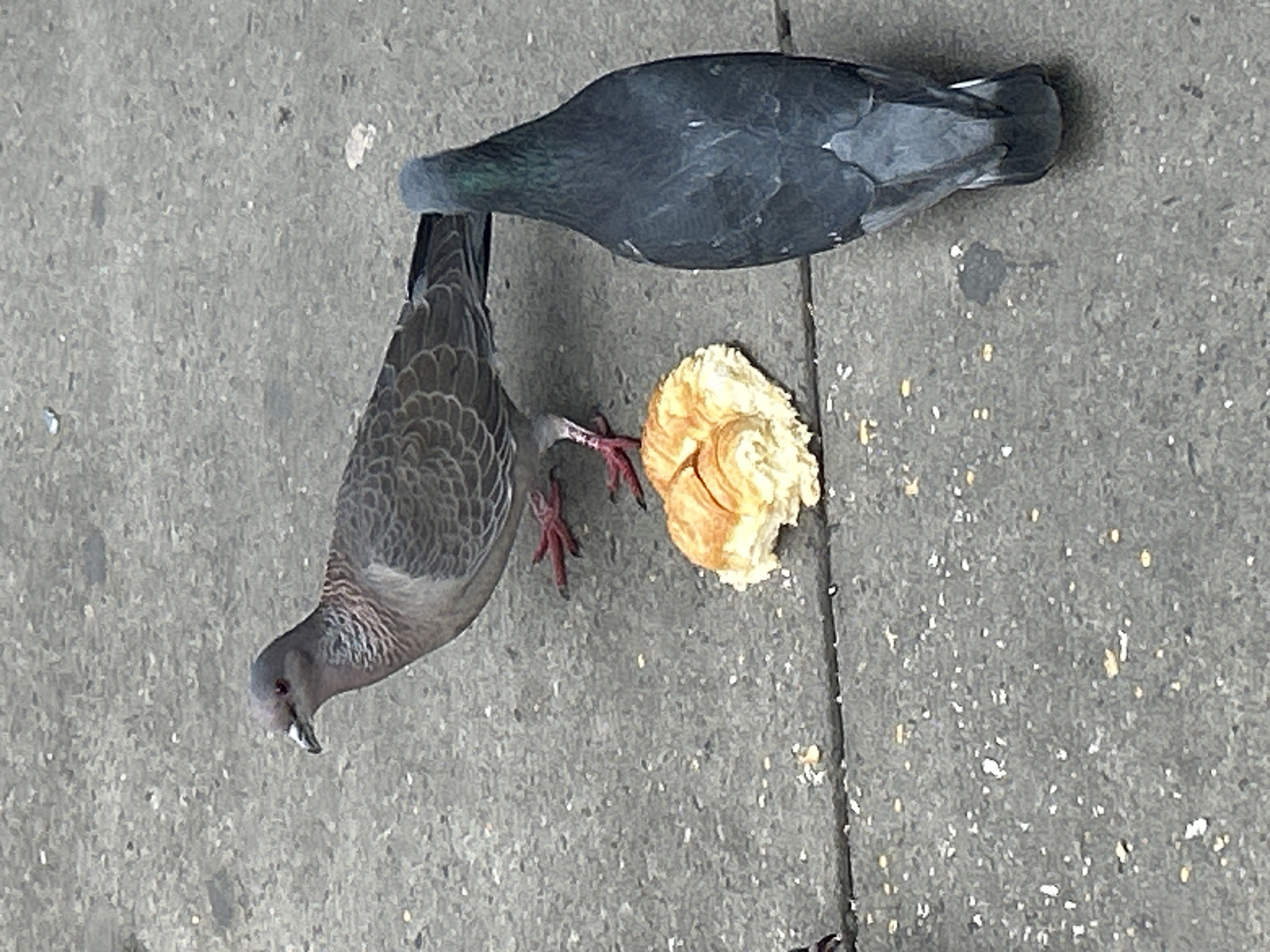 A pigeon, facing left and showing its profile, stands on a concrete surface. Its neck and chest are a mottled grey and brown, with iridescent green and purple feathers visible on its neck. Its legs are red, and its eye is dark. To its right, another pigeon, facing away and showing its back, is dark gray with iridescent green and purple feathers on its neck. Between the two pigeons, a piece of bread, likely a croissant or a similar pastry, has been torn apart and lies on the ground. The concrete surface appears to be a sidewalk or street, with scattered small white and yellow specks, possibly debris or seeds. The scene is set outdoors, with a neutral, urban environment suggested by the concrete. The location is identified as Buenos Aires, Argentina, though no specific landmarks are visible to confirm this.