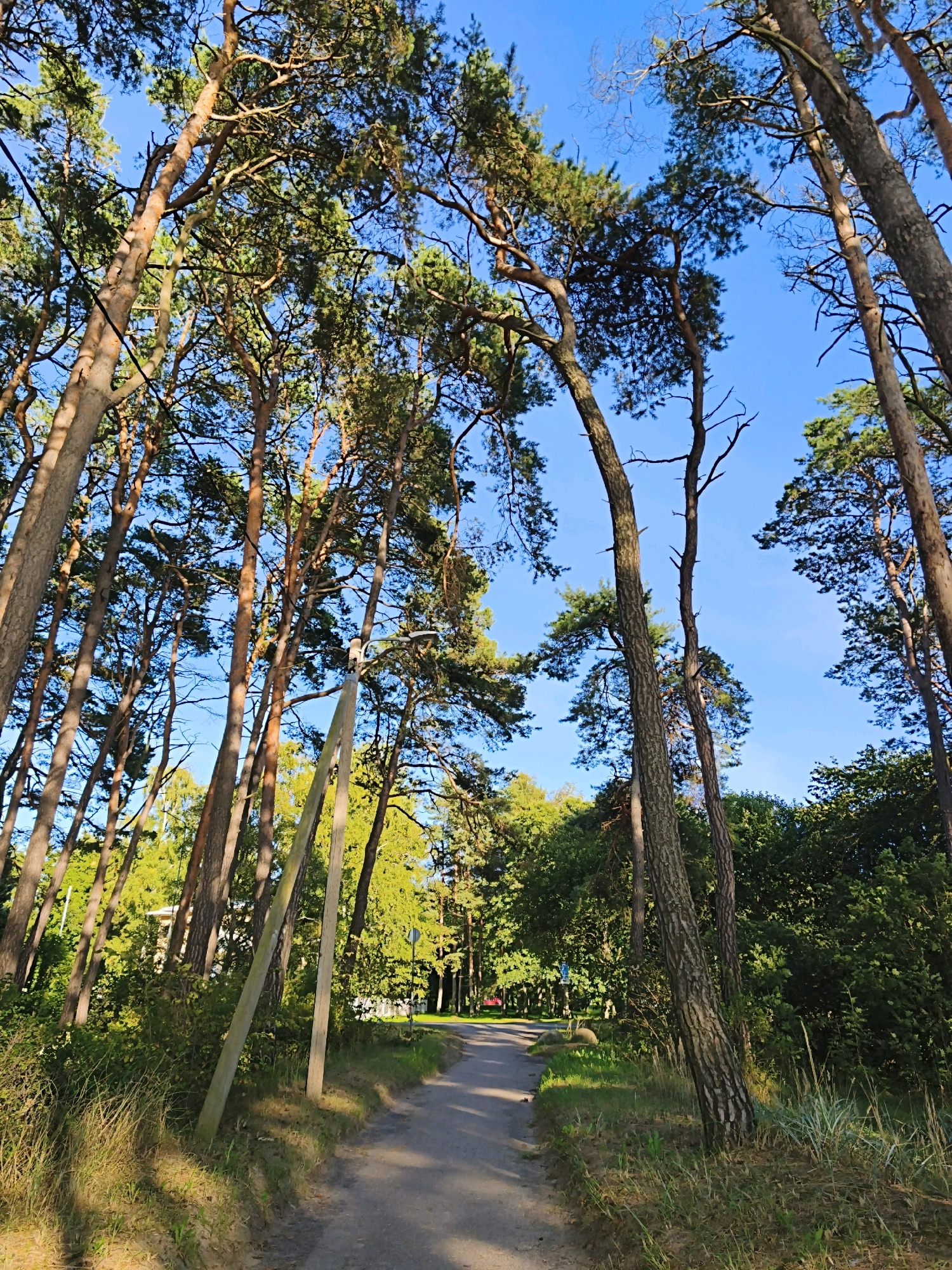 The image depicts a sun-dappled dirt path winding through a pine forest, likely in a park or residential area of Tallinn, Estonia, given the style of the pathway and the presence of mature pine trees. Tall, slender pine trees with sparse foliage dominate the scene, their trunks a mix of brown and reddish-orange. The ground cover consists of dry grass, sand, and pine needles. Sunlight filters through the canopy, casting dappled shadows on the path and the surrounding vegetation. In the middle ground, a light-colored building with a white roof is partially visible through the trees. A simple wooden pole, possibly part of an old fence or utility structure, is prominent in the foreground, leaning at an angle. The sky above is a clear, vibrant blue.