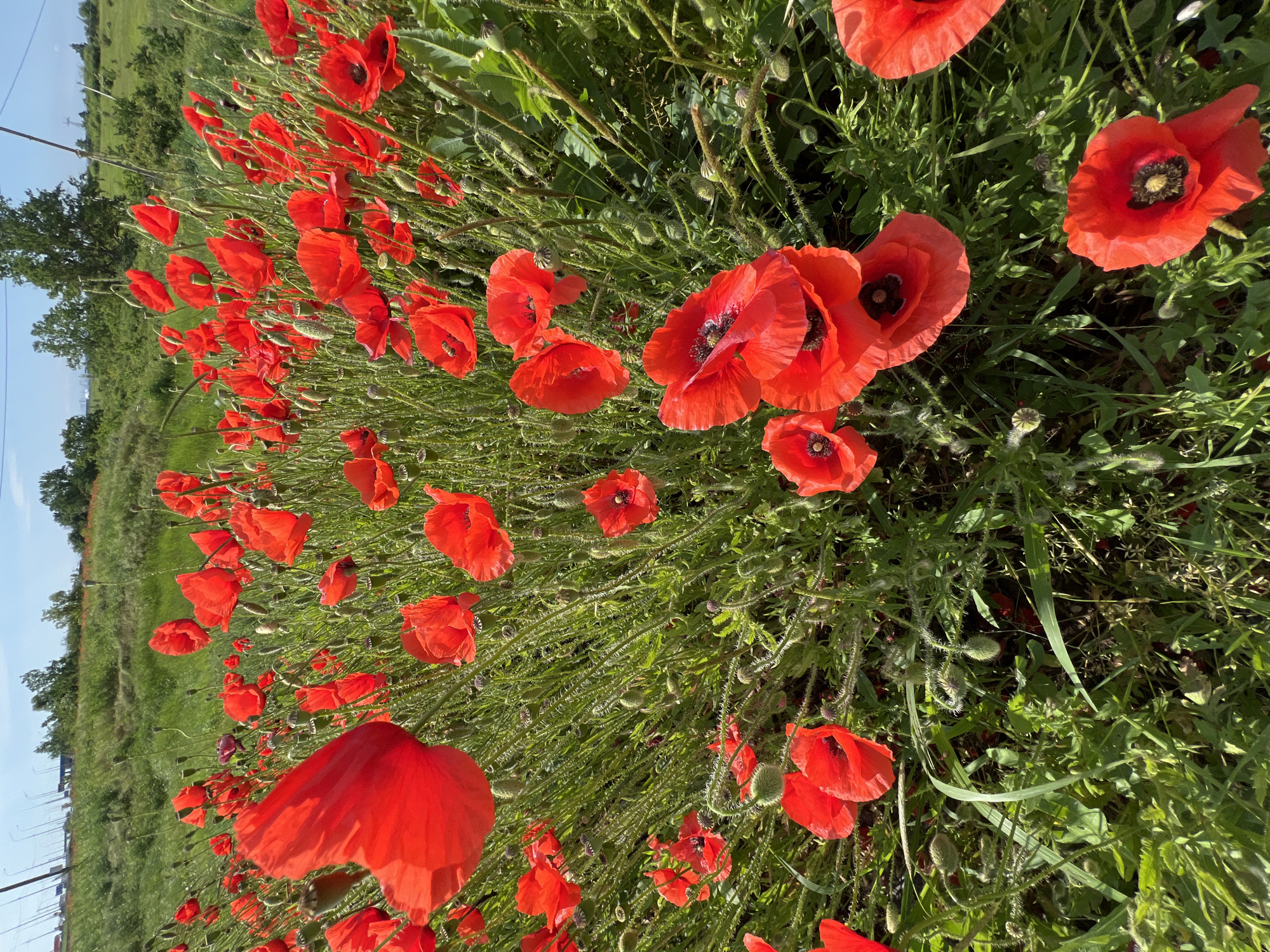 A field of red poppies fills the frame, interspersed with green grass and other foliage. The scene is tilted, with the lower left of the frame appearing closer than the upper right. A patch of green field is visible along the left side, receding into the distance. A row of trees and a blue sky appear in the far left. The location is Tugurgoy, Russia.